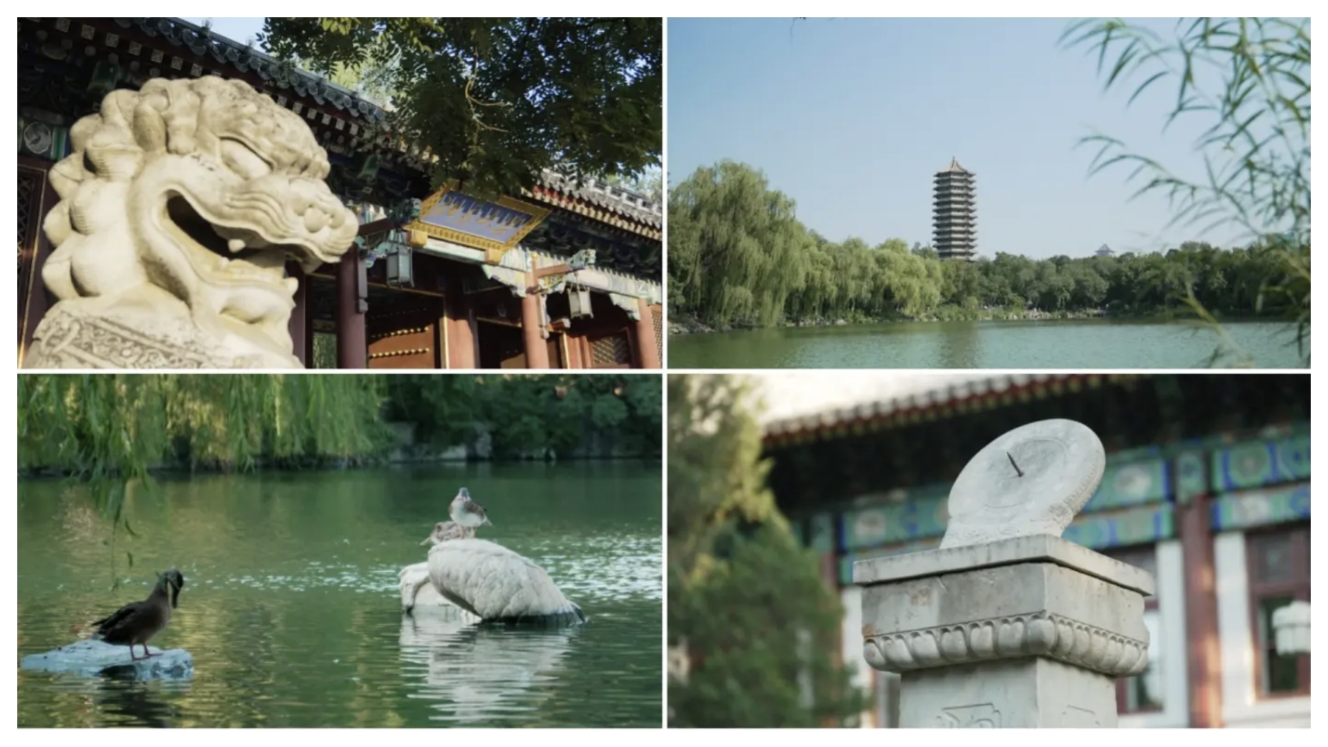 北京大学校园空镜精选合集视频的预览图