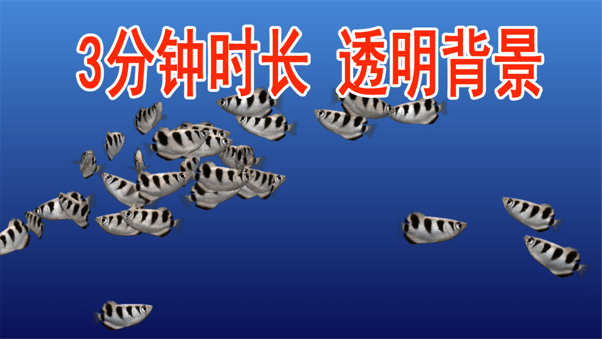 通道鱼海底鱼热带鱼白鱼黑纹理4K视频的预览图