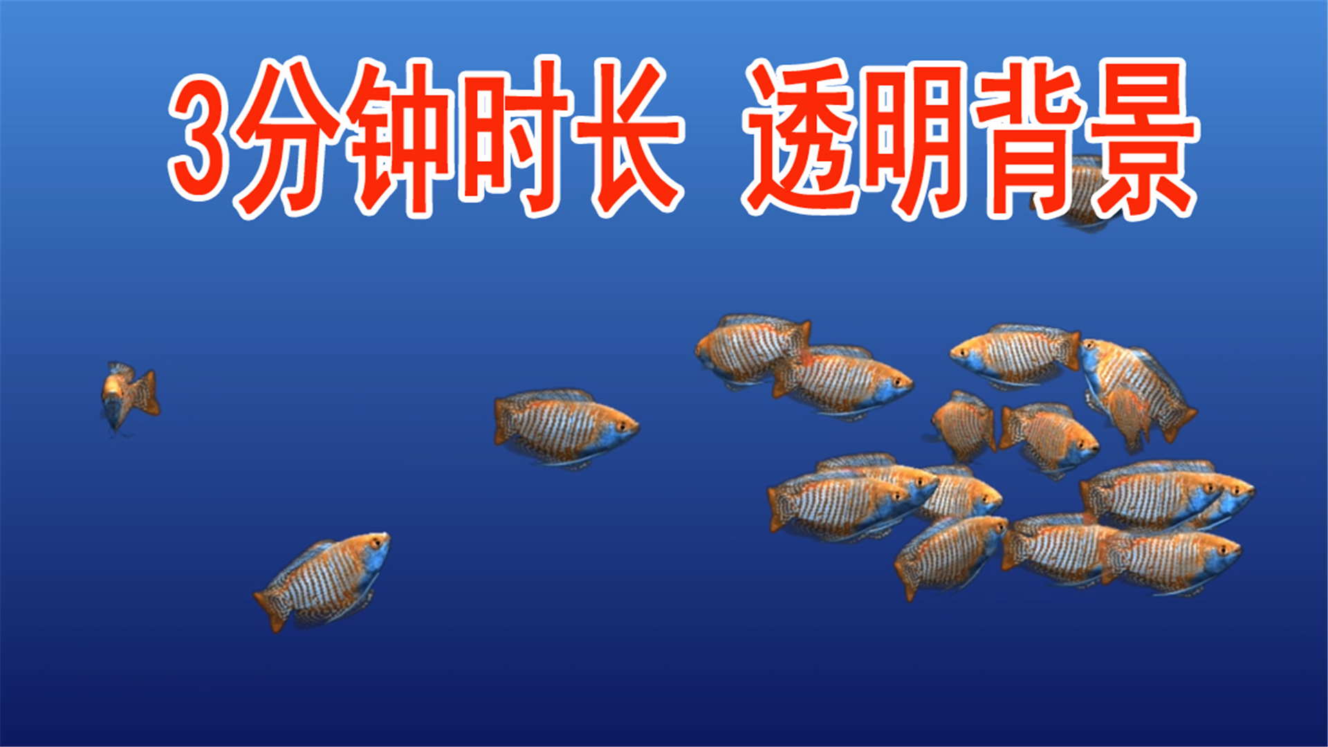 热带鱼海底鱼带通道红鱼青色条纹视频的预览图