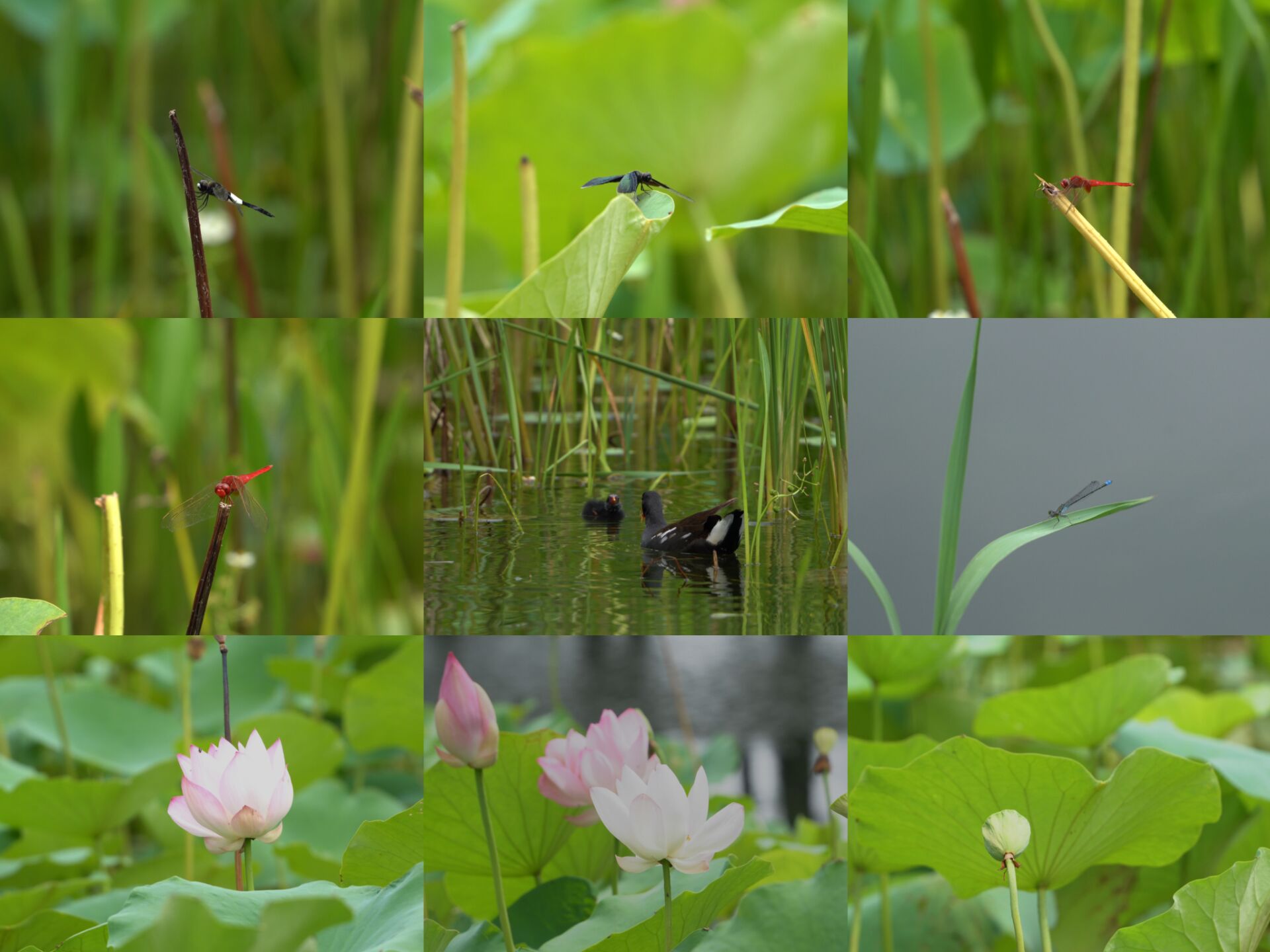 夏天池塘的荷花蝴蝶蜻蜓野鸭合集视频的预览图