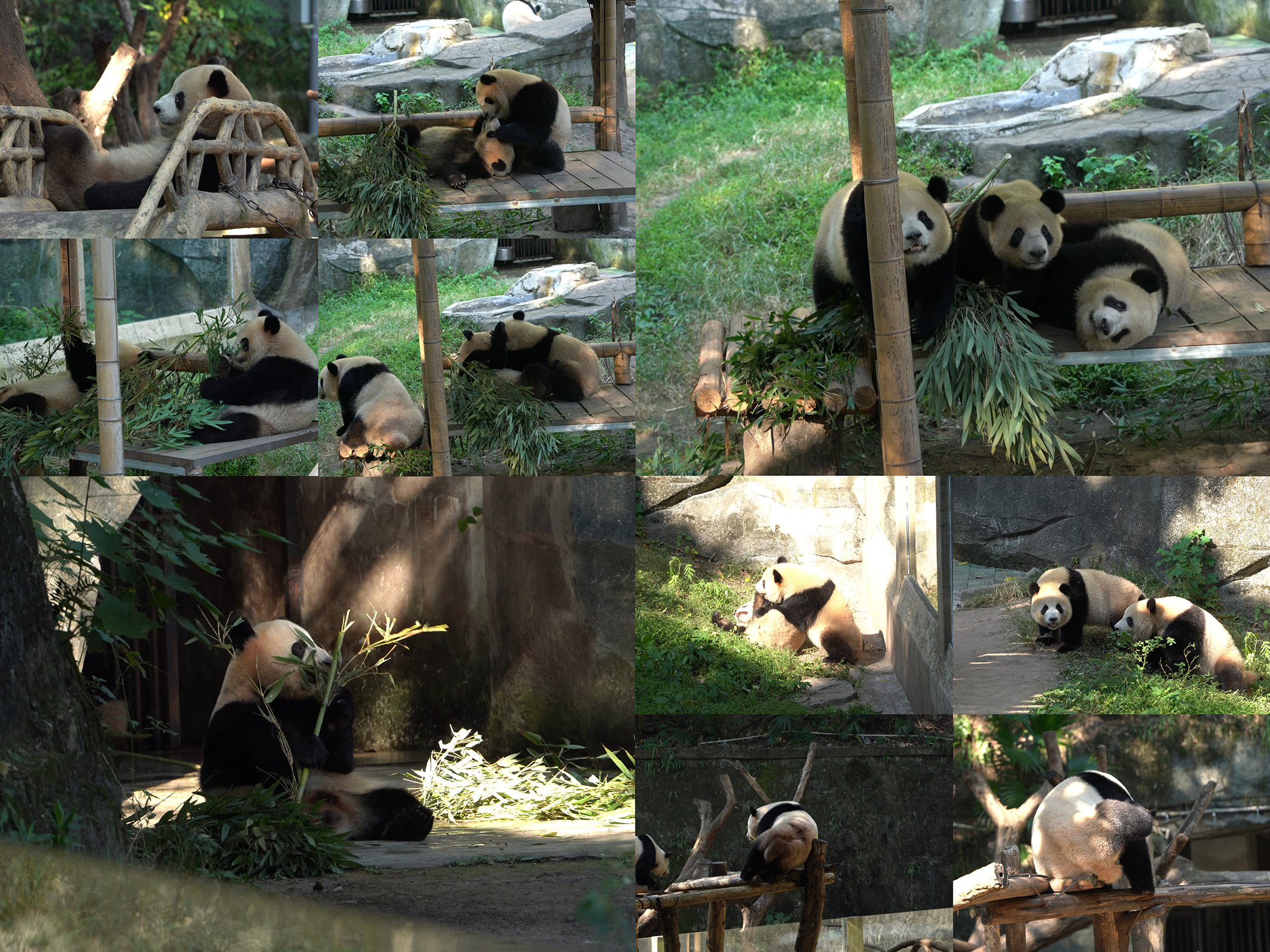 大熊猫合集视频的预览图
