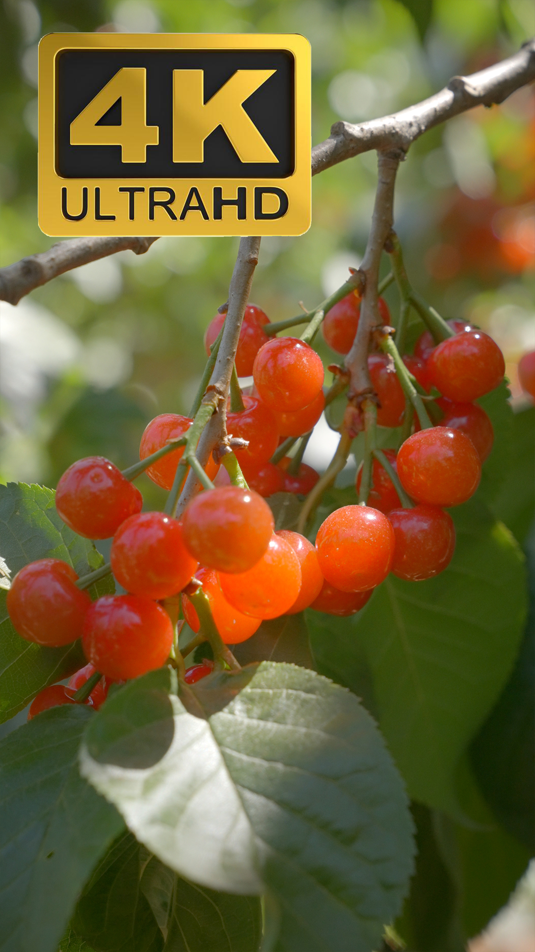 樱桃竖屏植物图鉴农业生鲜水果自然视频的预览图