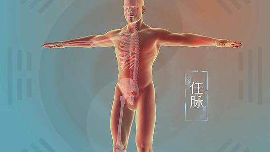 三维动画中医十二经络人体经脉视频的预览图