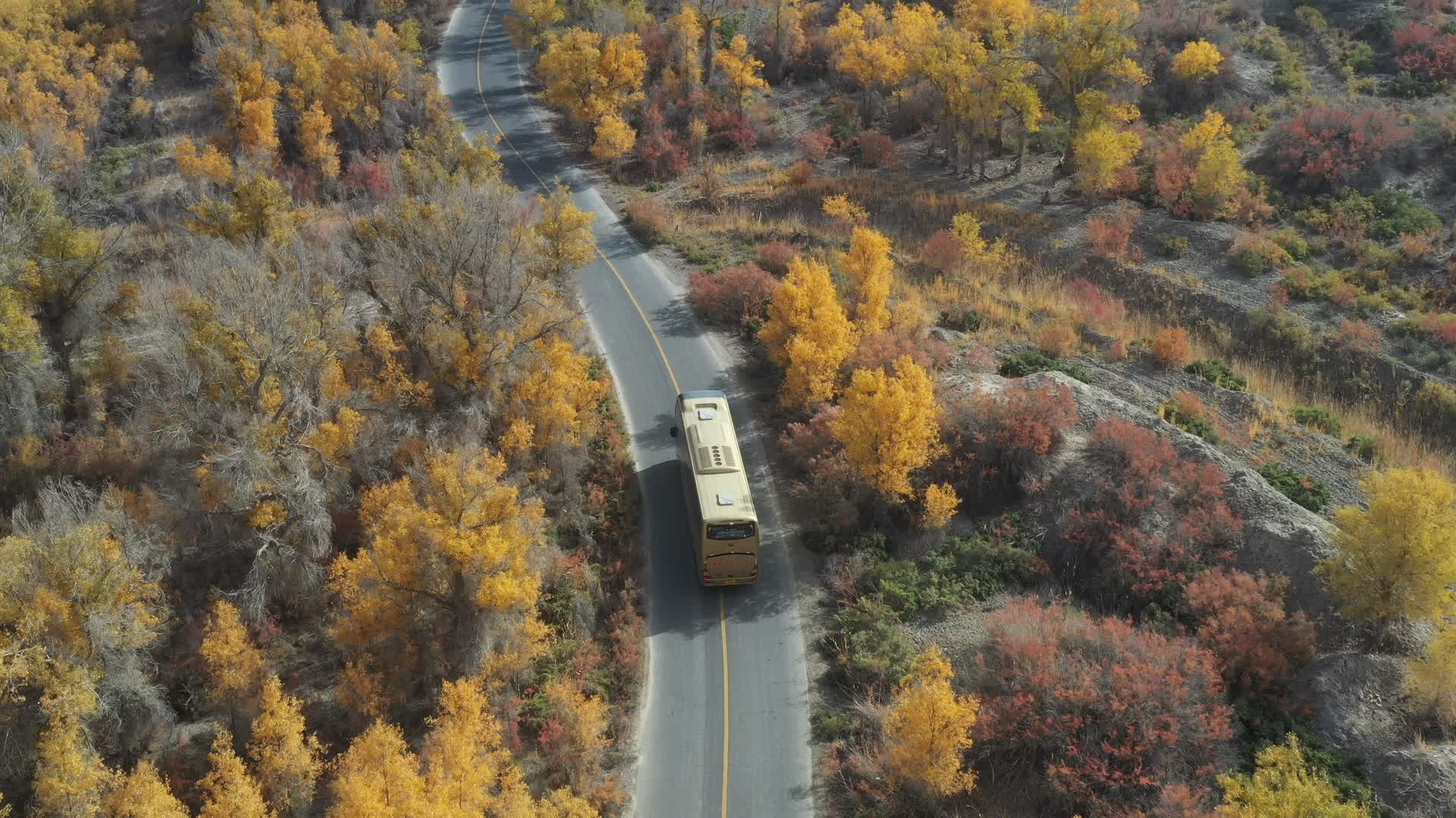 新疆轮台胡杨林实拍视频视频的预览图
