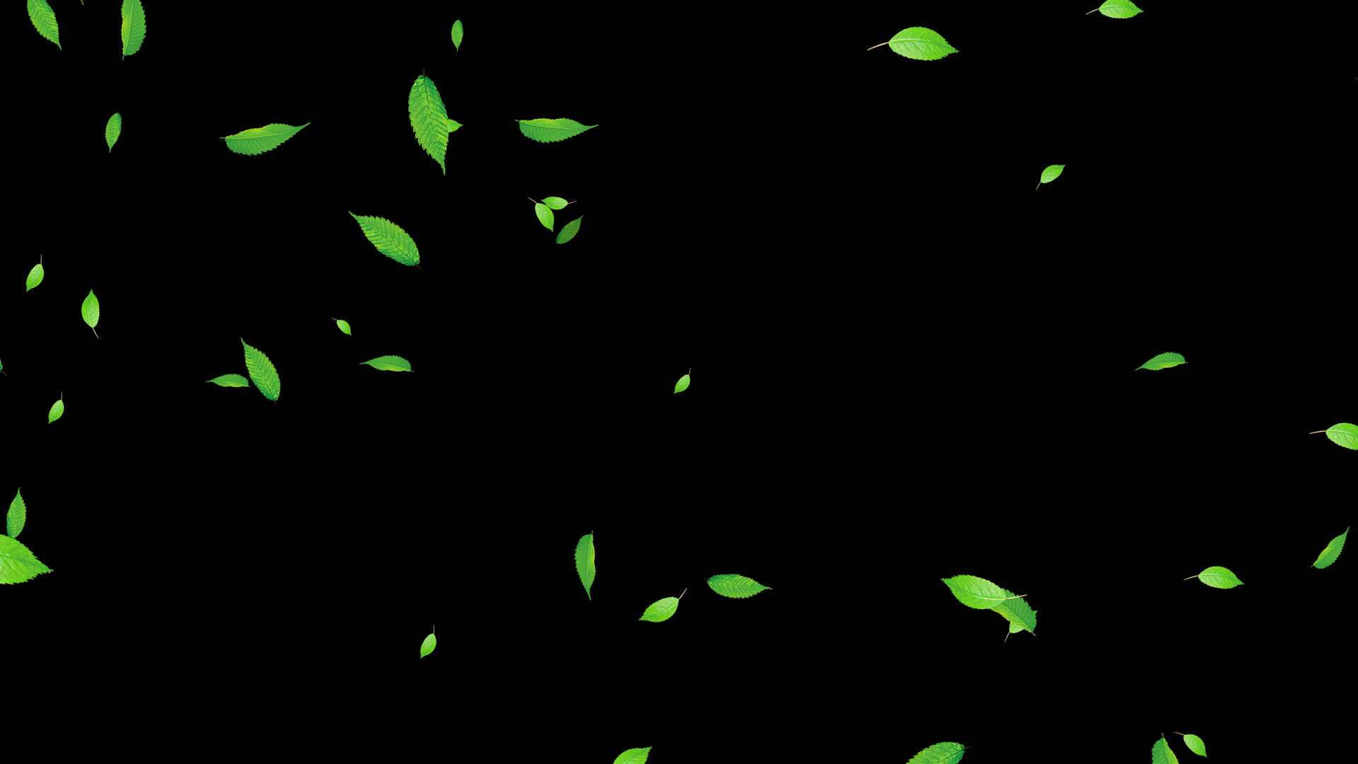 4K绿色叶子飘扬通道视频循环视频的预览图