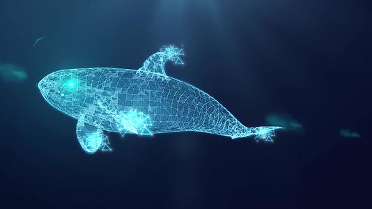 科技感网格粒子鲸鱼视频的预览图
