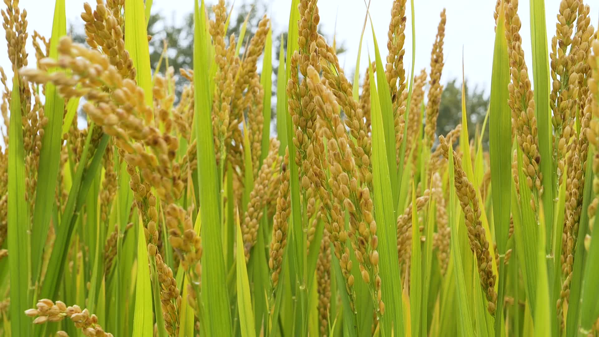 4K乡村振兴现代农业水稻收割视频的预览图
