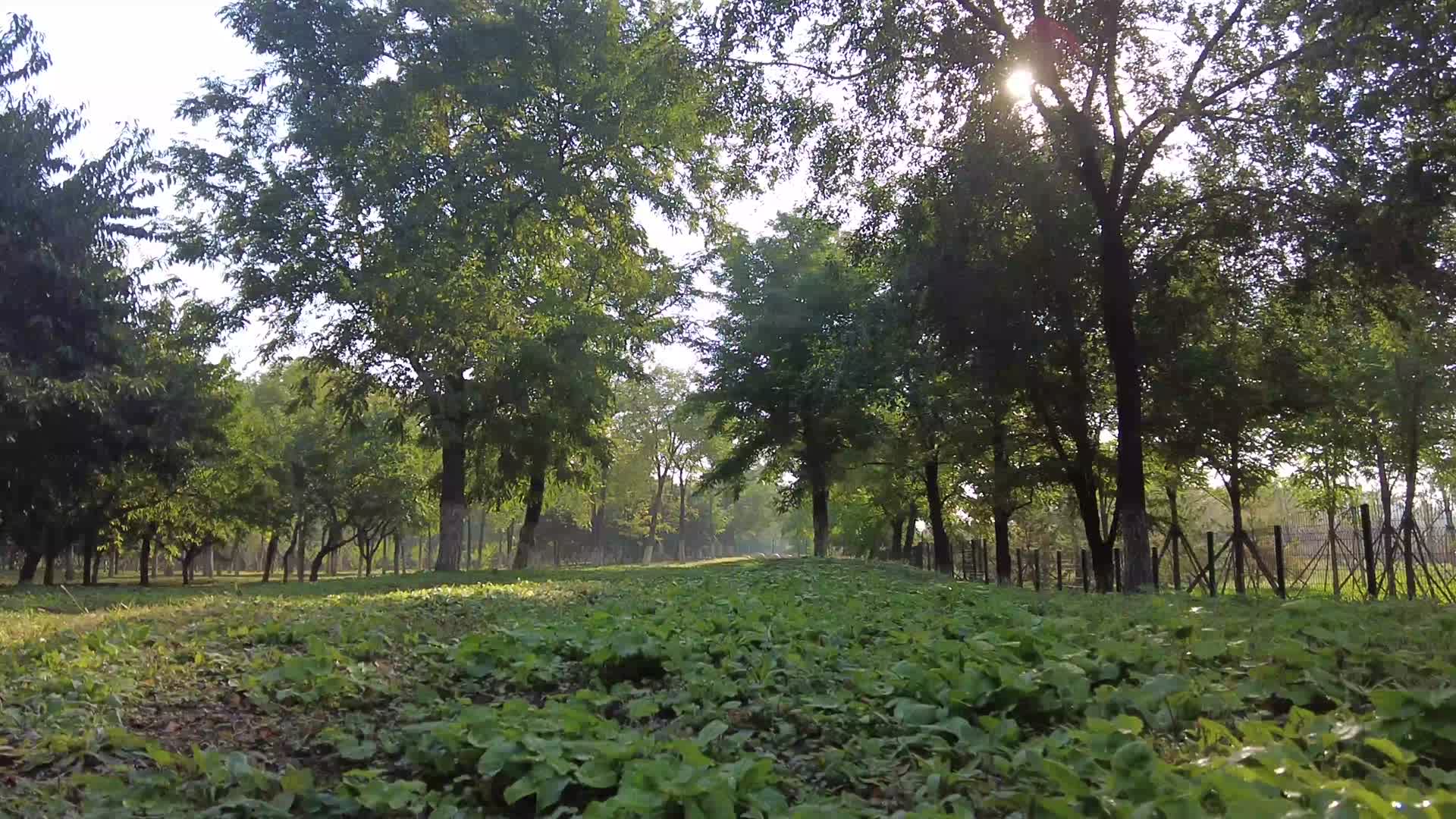 北京通州大运河森林公园秋天意境人与自然初秋视频的预览图