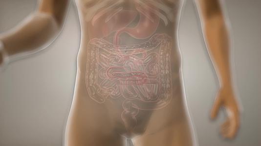 代谢系统恢复正常肠道菌群恢复平衡肠视频的预览图