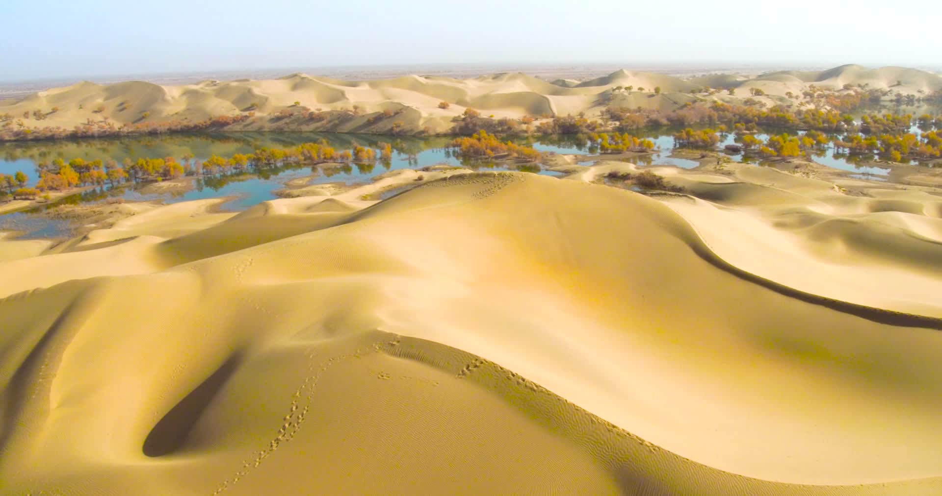 新疆塔克拉玛干沙漠胡杨视频的预览图