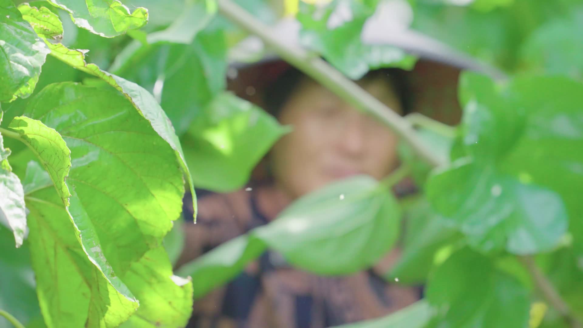 4K桑树桑叶养蚕农业发展视频的预览图