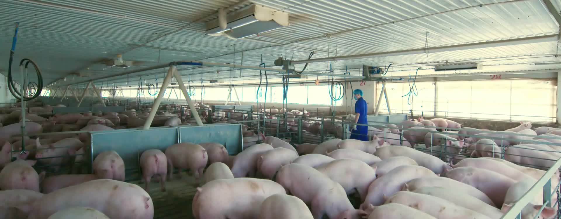 4k养猪场生猪养殖现代化养殖畜牧业宣传视频视频的预览图