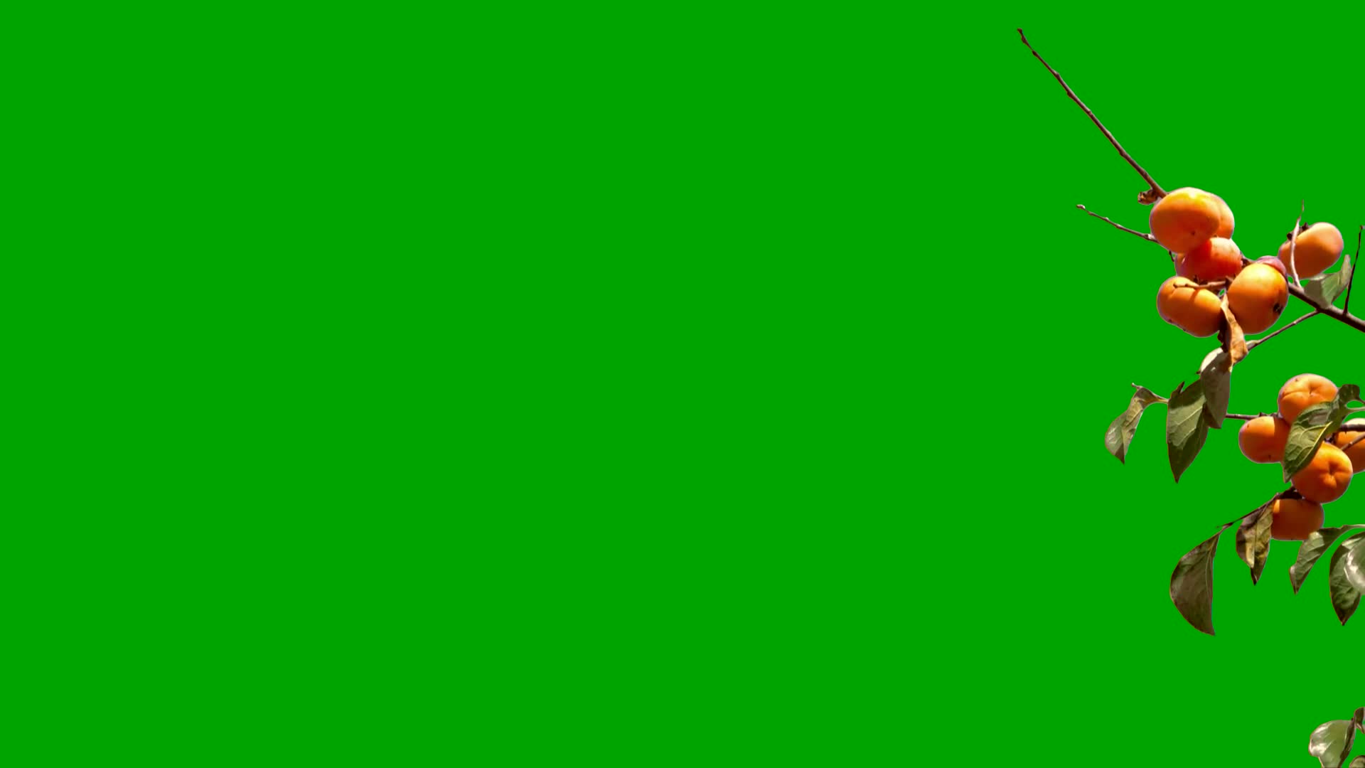4k果实秋季丰收柿子绿幕透明通道抠像视频素视频的预览图