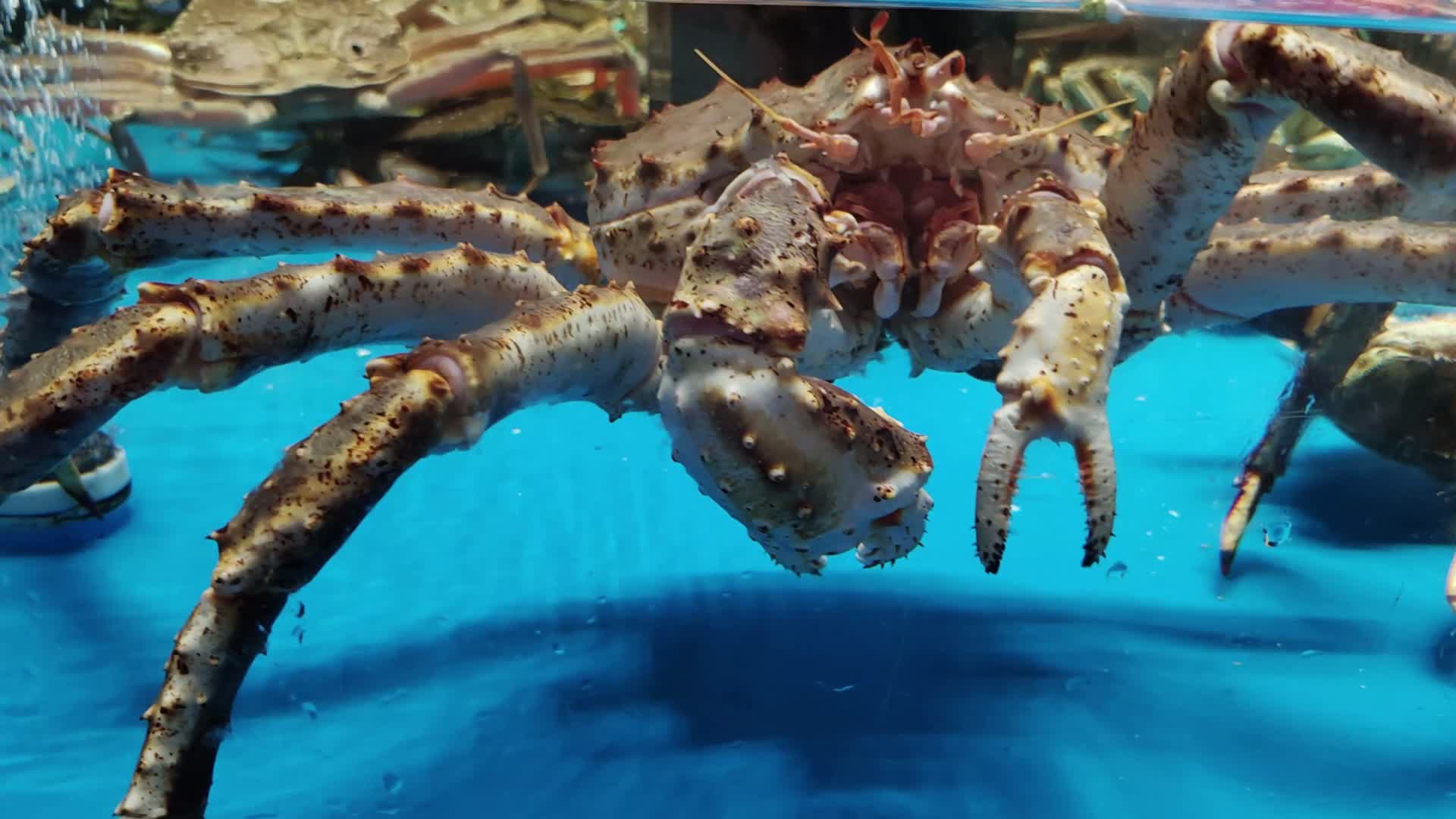 销售中的帝王蟹视频的预览图