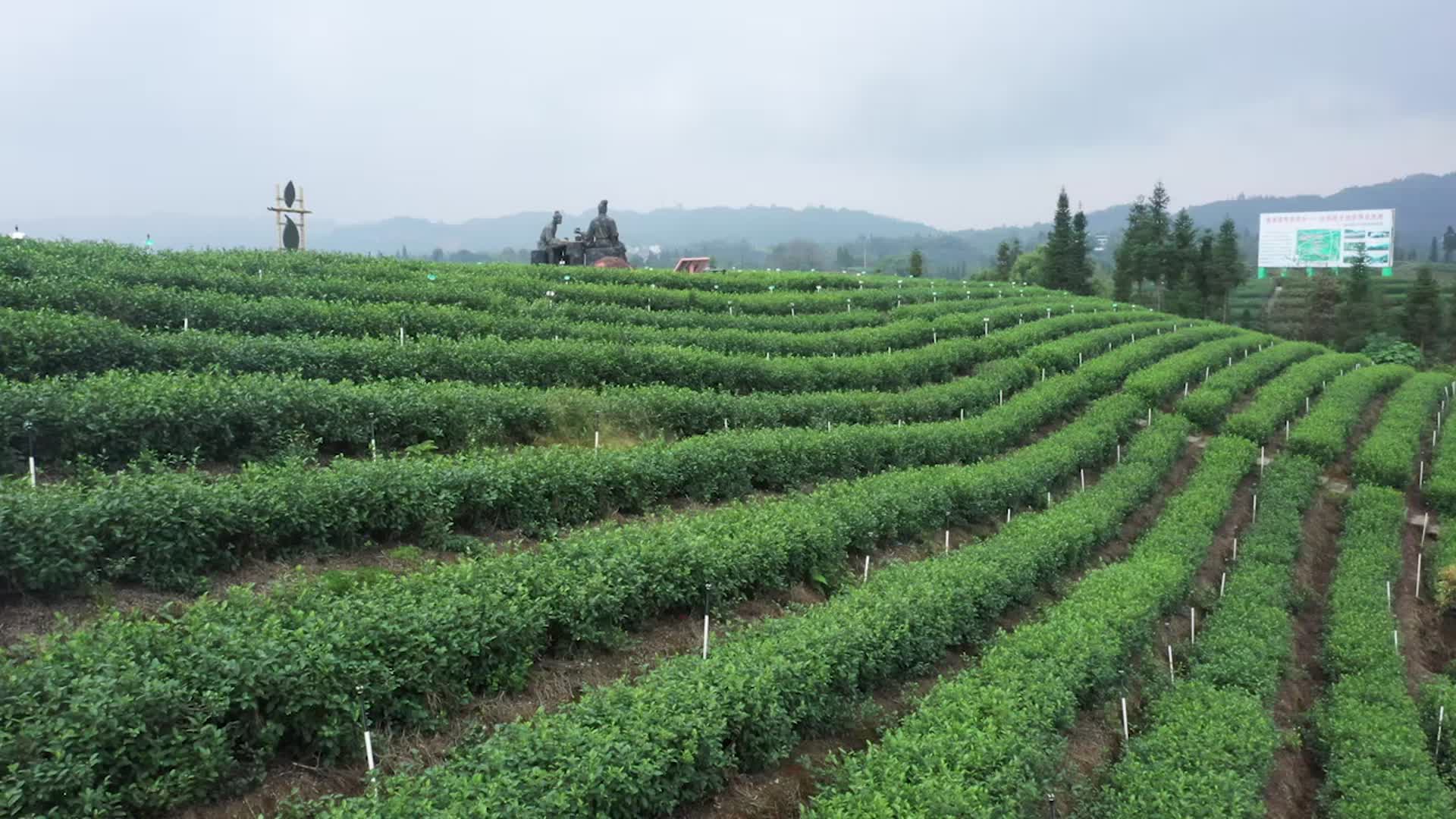茶山绿茶种植基地梅岭茶山特早茶视频的预览图