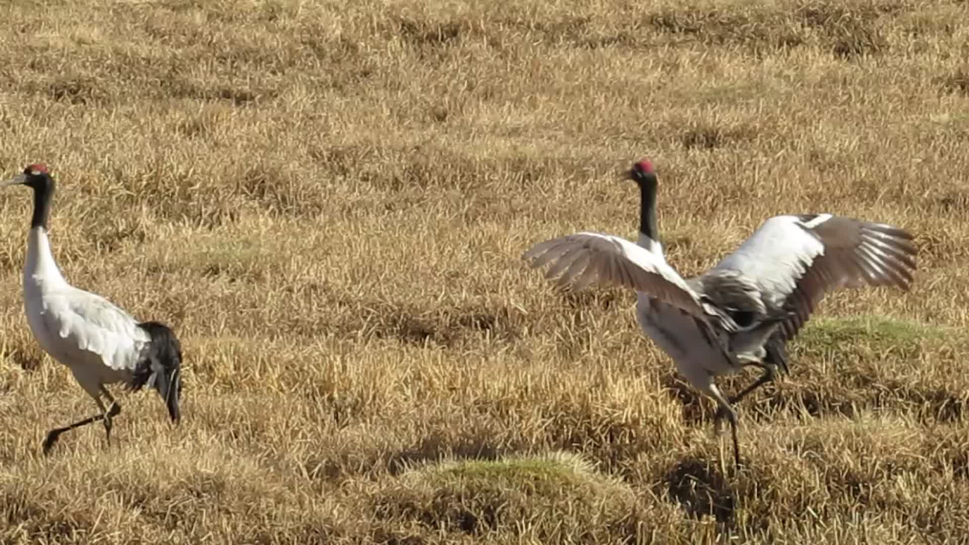 青海湖自然保护区黑颈鹤视频视频的预览图