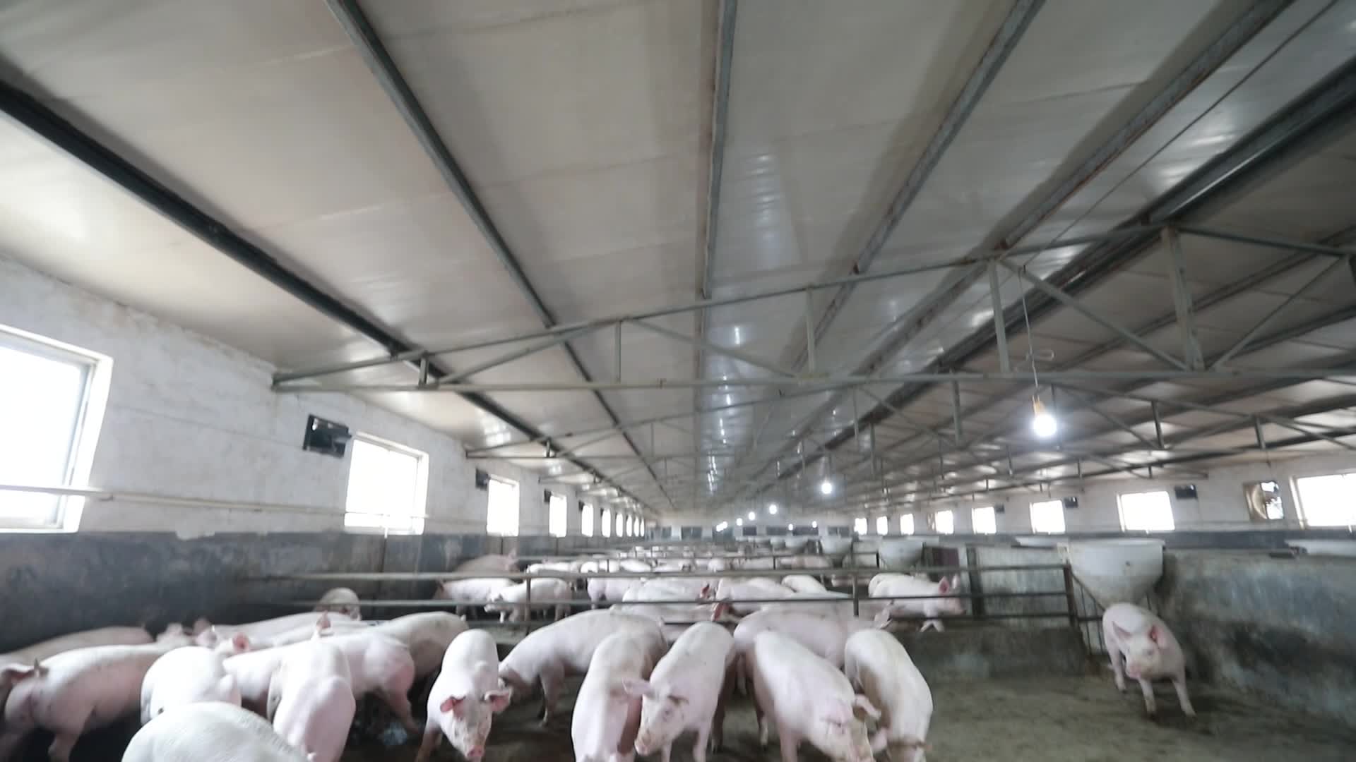 粗放型养猪场农户养猪场视频的预览图