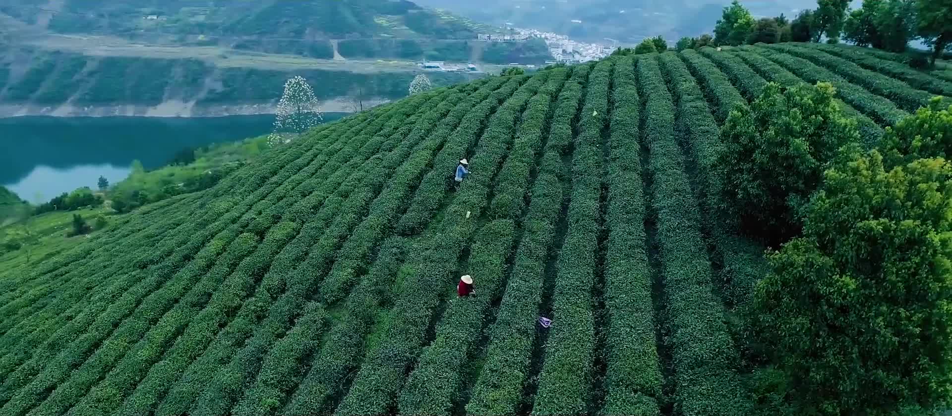 特写制茶工艺茶叶宣传片视频视频的预览图
