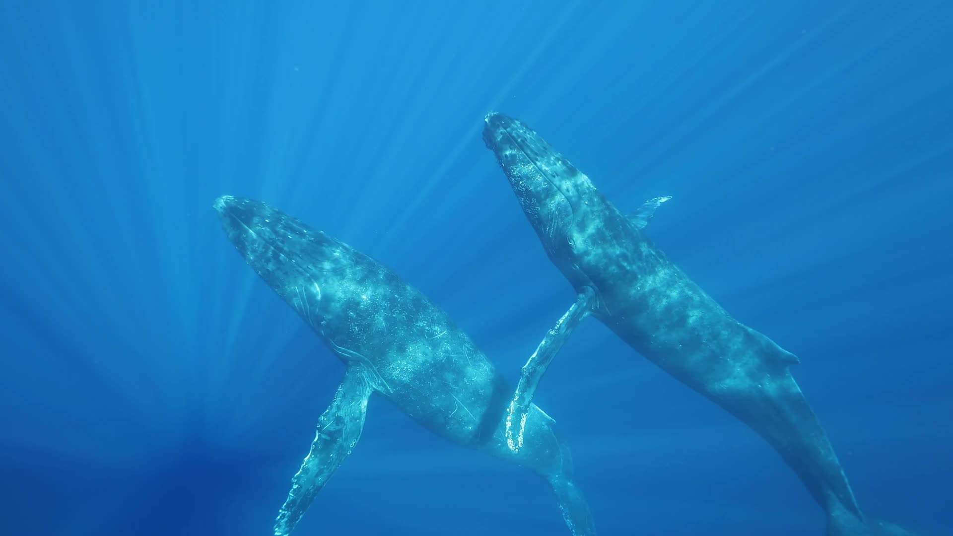鲸鱼游动唯美光线视频的预览图