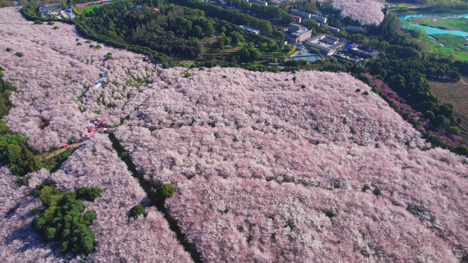 贵州樱花航拍高清实拍视频视频的预览图