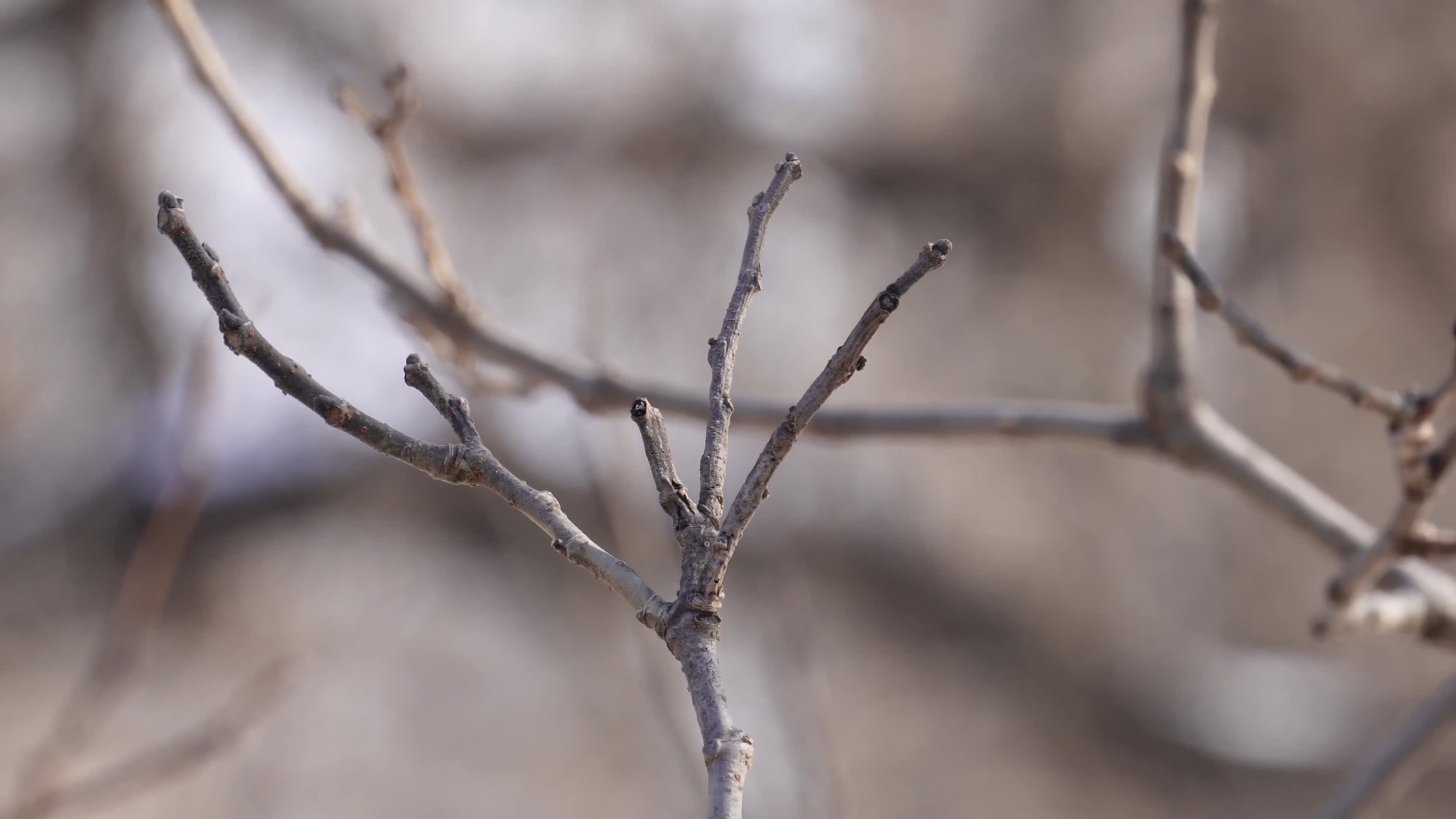 镜头合集寒冷冬天树枝树叶掉光木头杨树枯叶视频的预览图