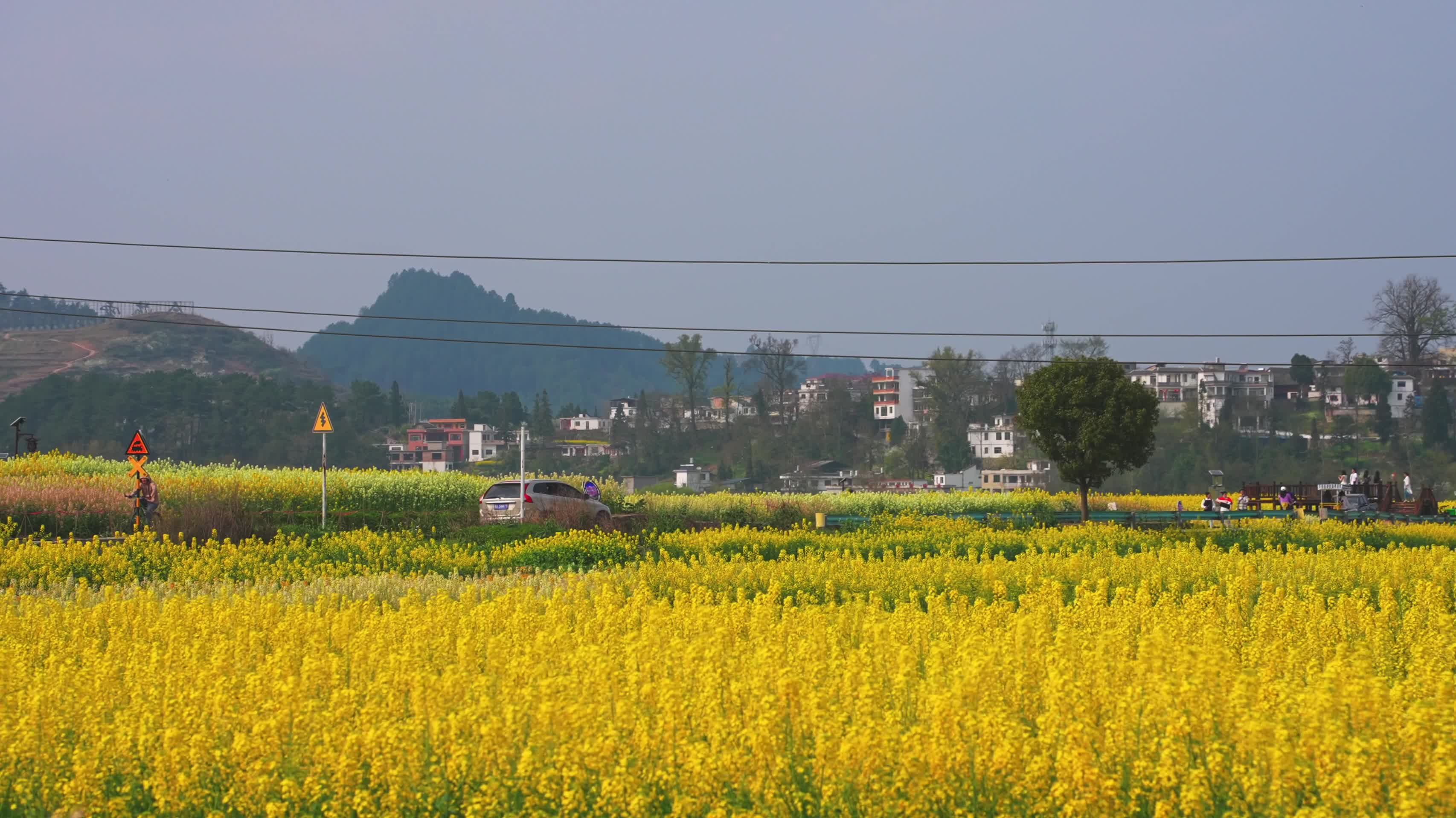 貴州油菜花远景视频视频的预览图