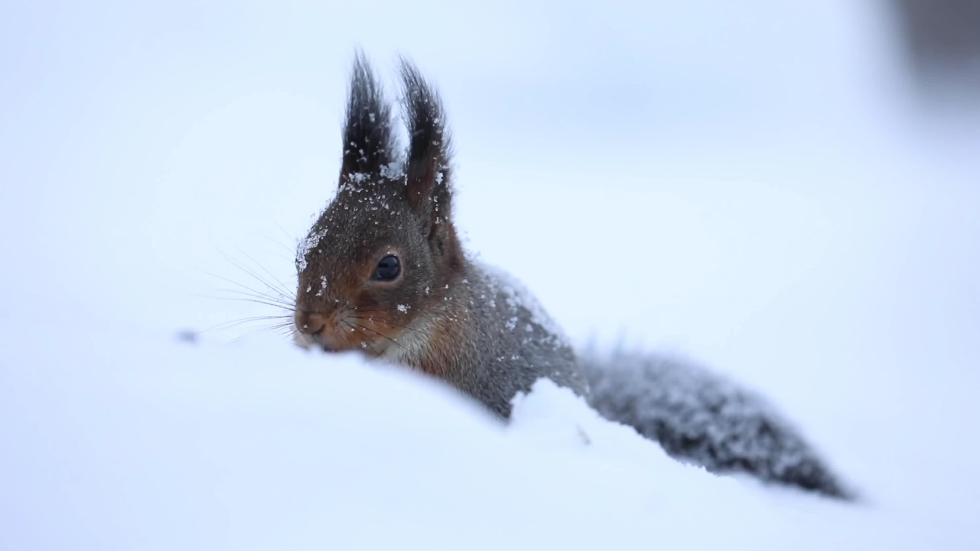 松鼠冬季大雪中觅食视频的预览图