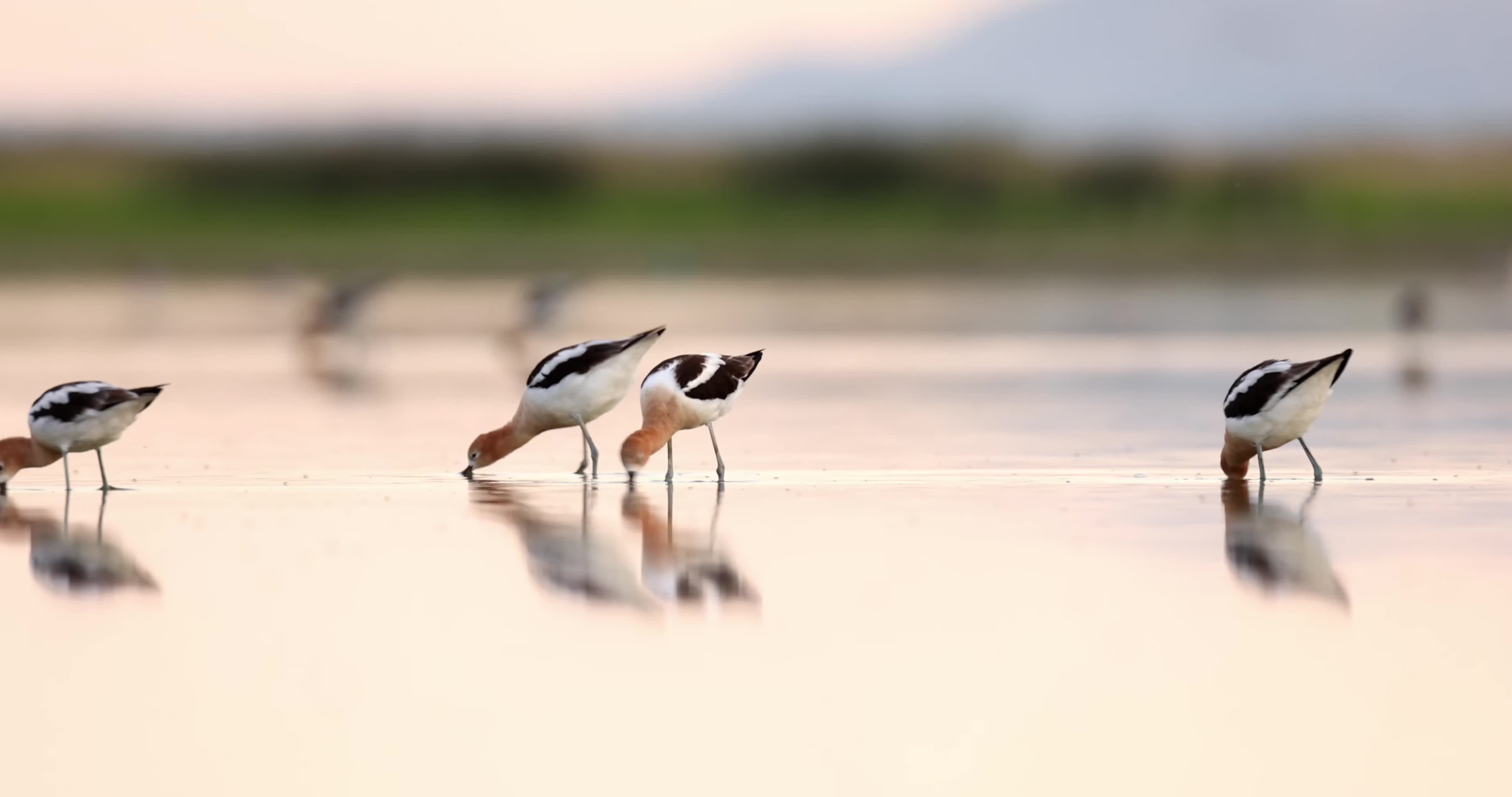 夕阳湿地湖面成群水鸟觅食视频的预览图