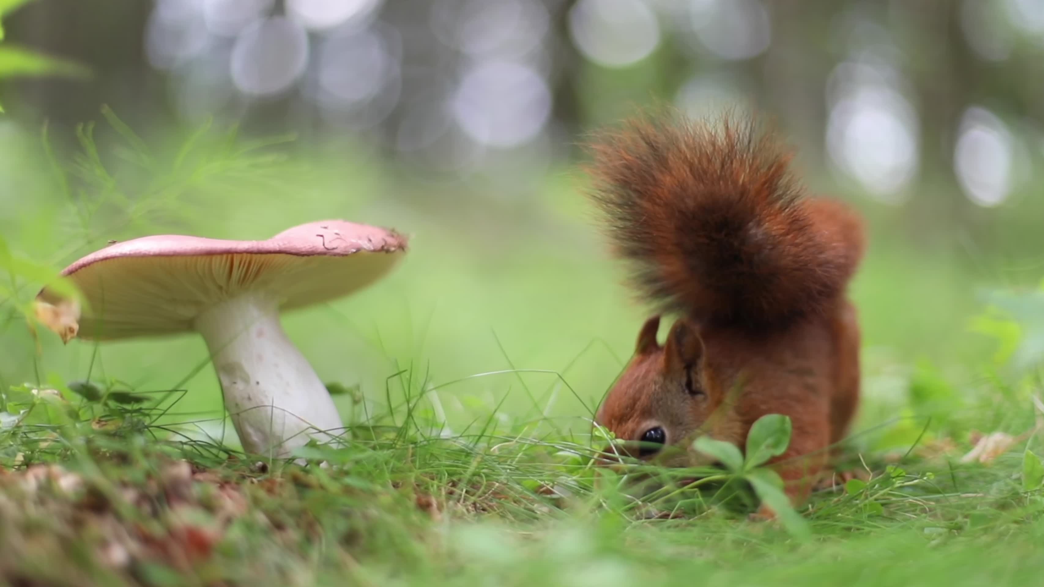 森林蘑菇松鼠觅食治愈童话视频的预览图