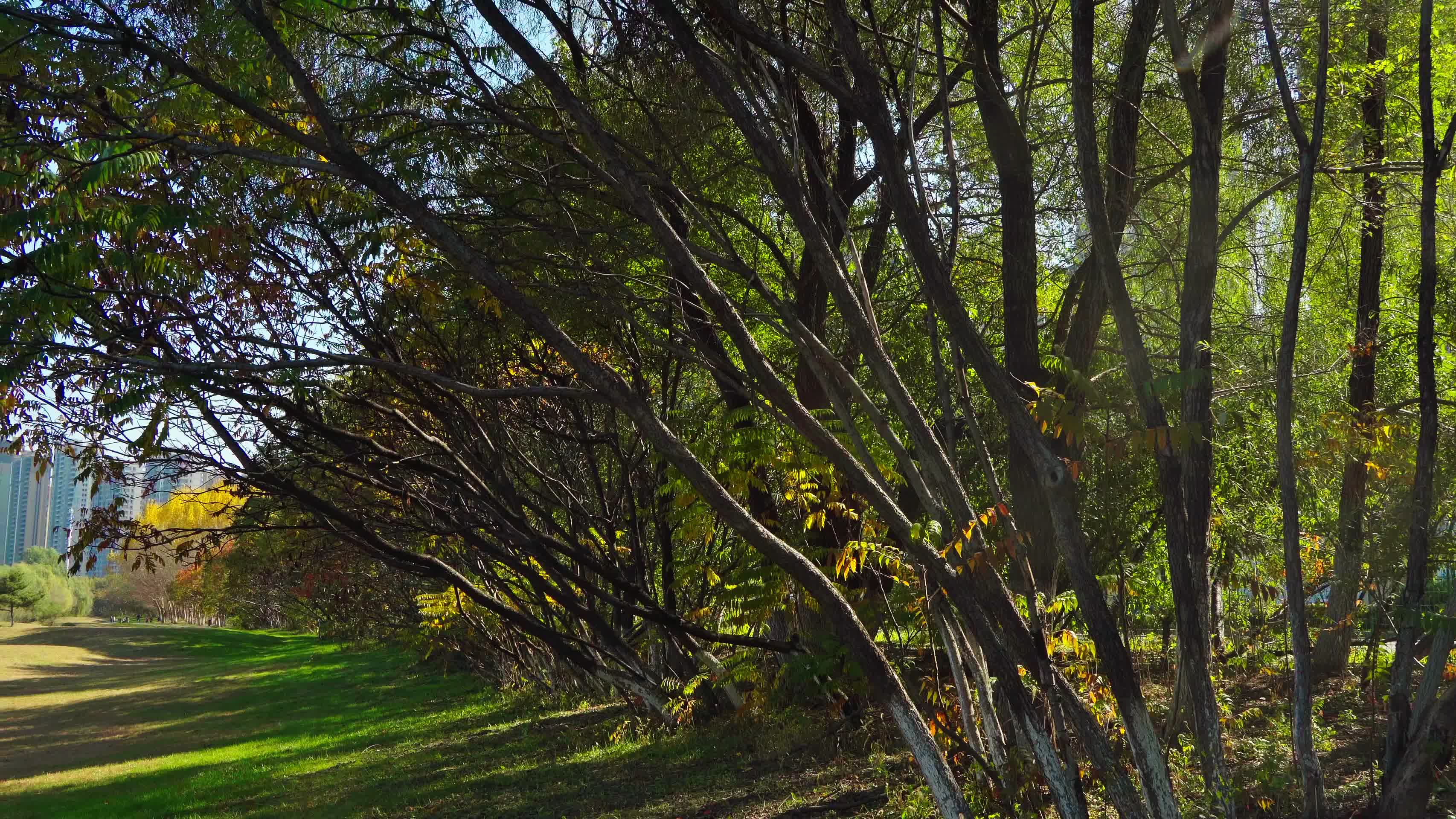 漫步在初秋的公园里视频的预览图