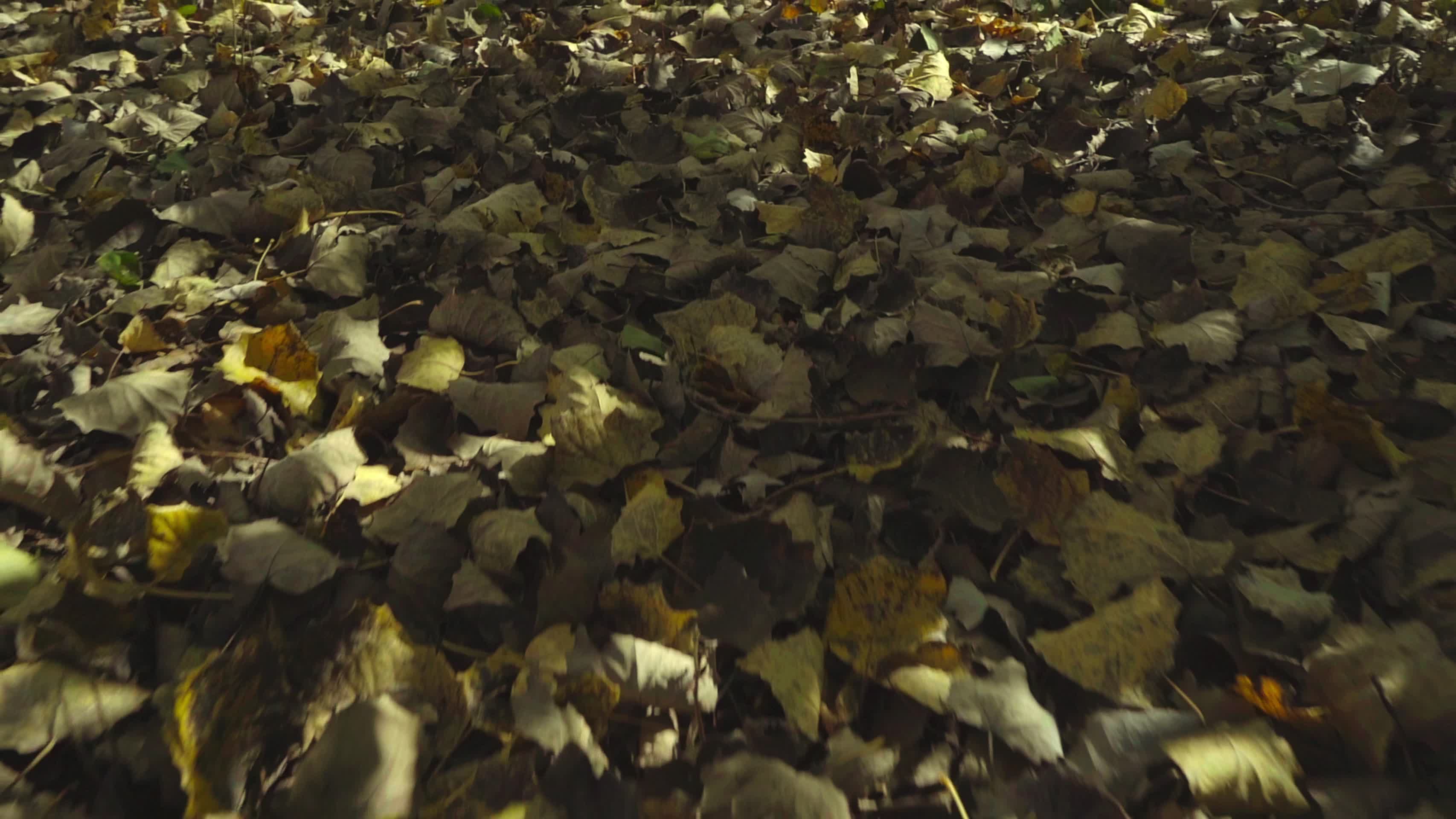 初秋的公园里运镜视频的预览图