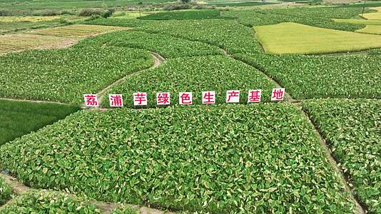 4K航拍桂林荔浦芋生产基地视频的预览图