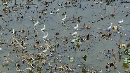 4K航拍上林钱塘湿地公园白鹭鸟视频的预览图
