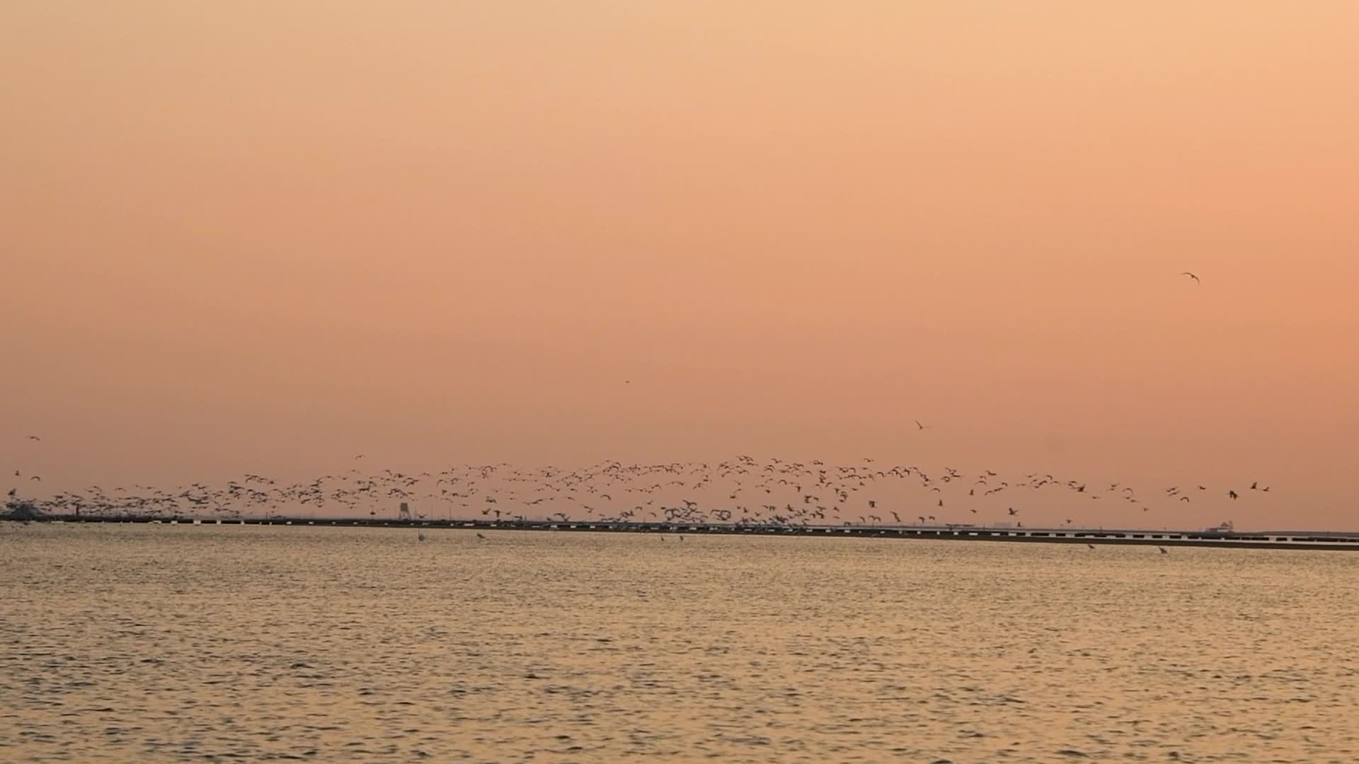 高清夕阳下鸟群沿海面飞行视频的预览图