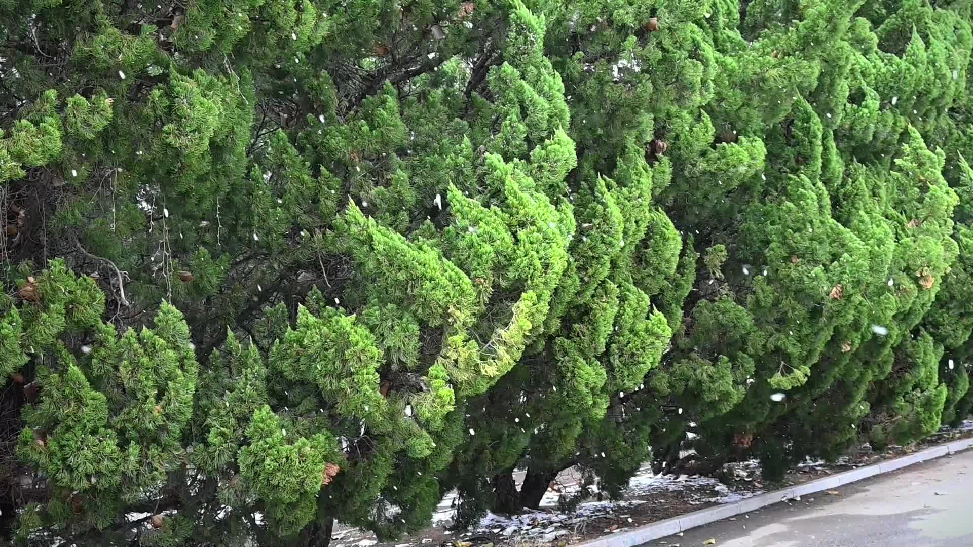 冬天松树林雪花飘落慢镜头视频的预览图
