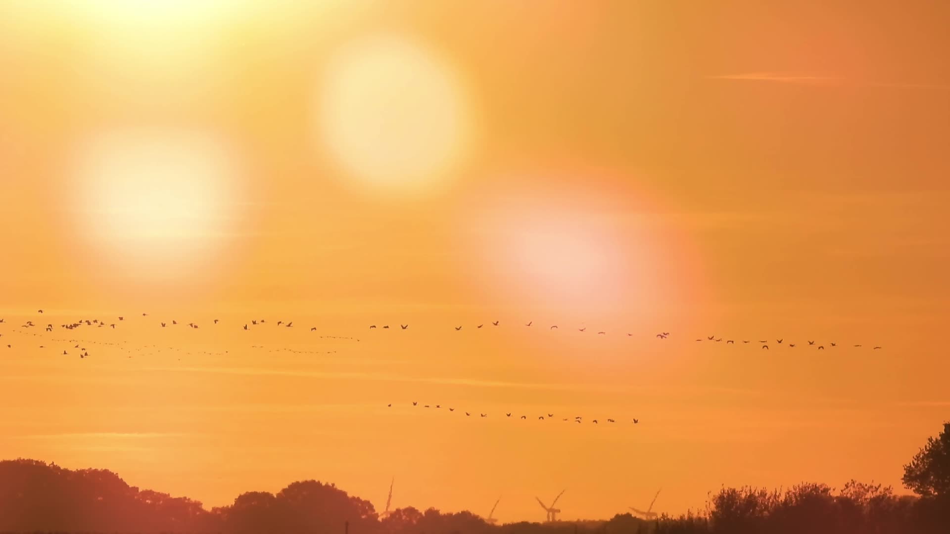 夕阳日落候鸟天空飞翔唯美情绪空镜视频的预览图