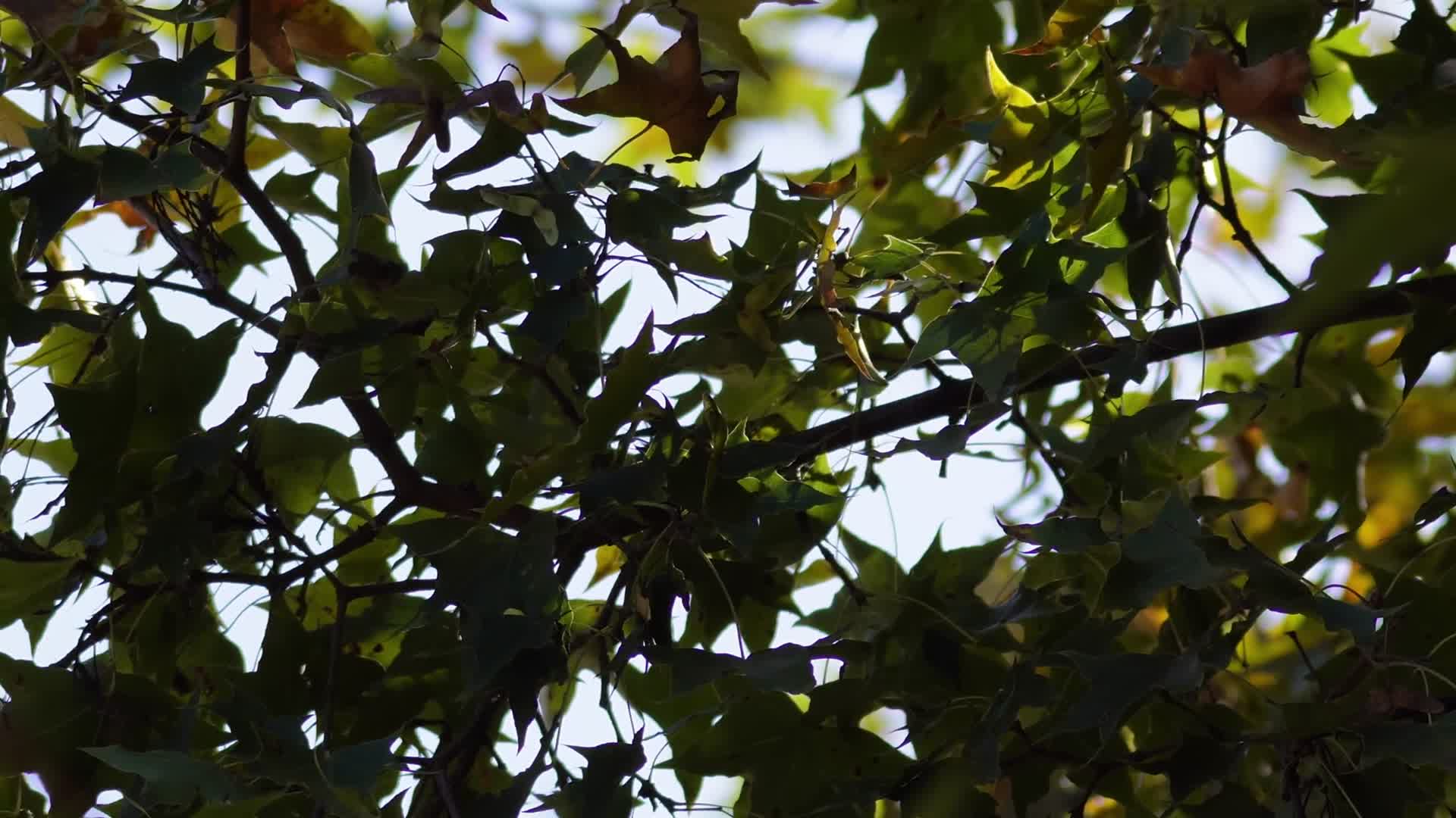 初秋金色枫叶红叶绿色枫叶空镜秋景视频的预览图
