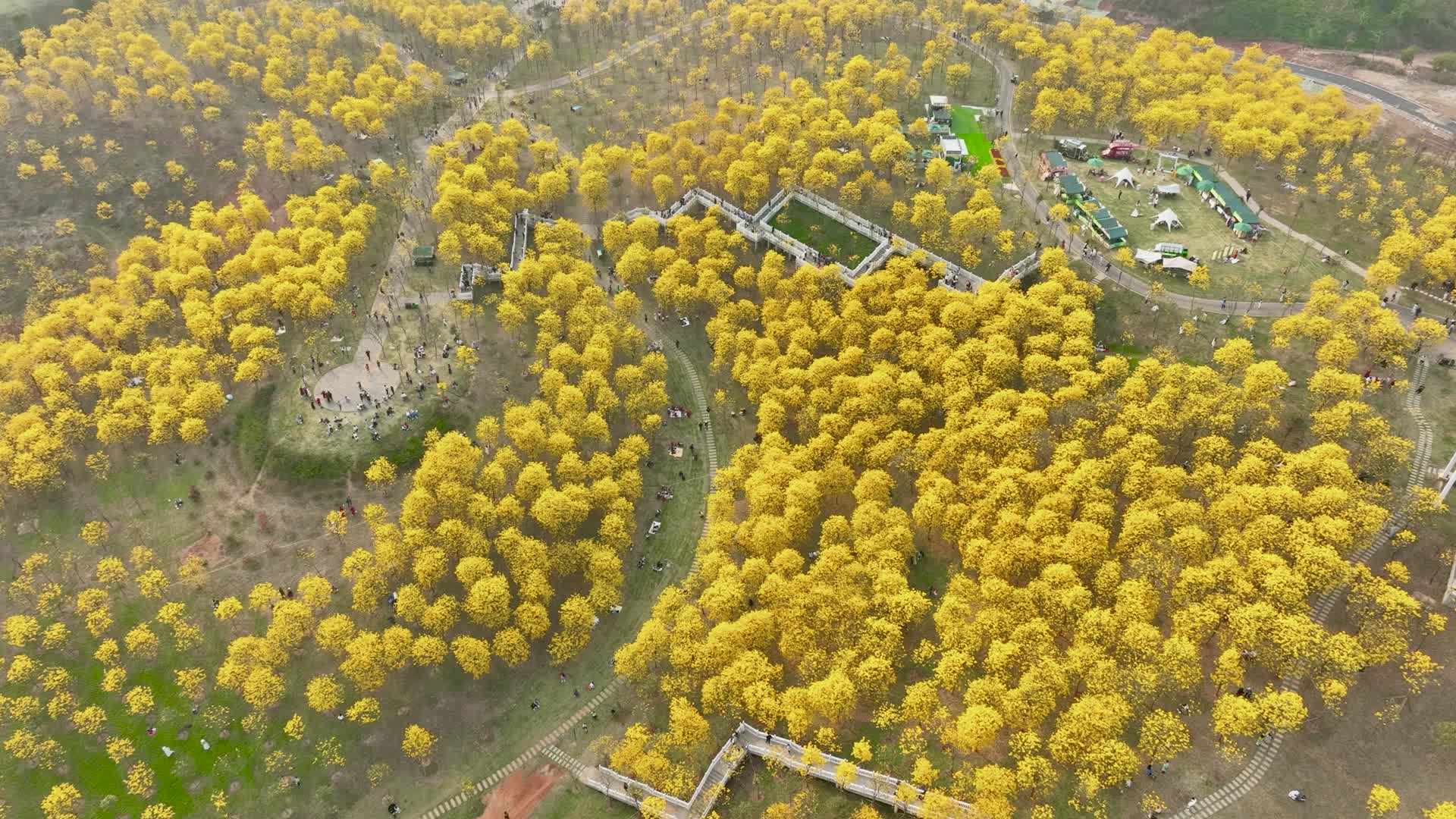 4K拍摄南宁青秀山黄风铃高空环绕视频的预览图