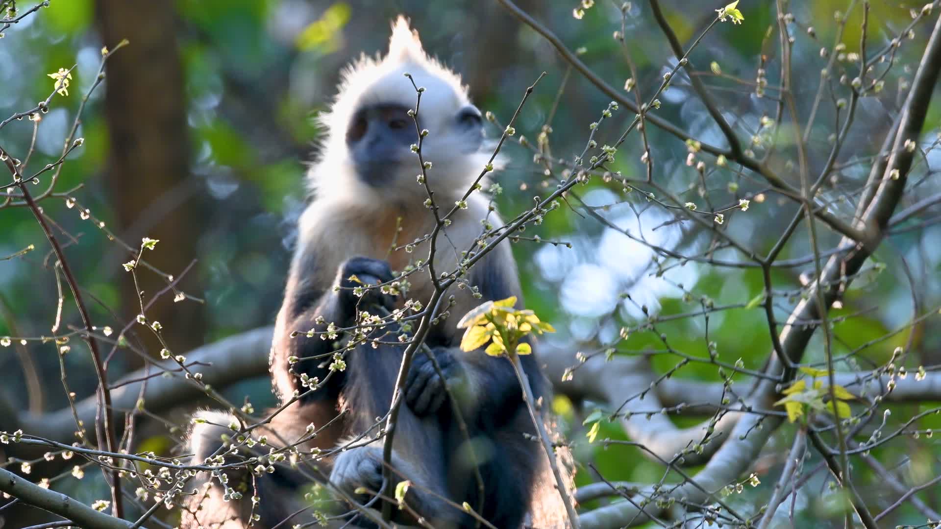 4K拍摄崇白夕阳下的头叶猴视频的预览图