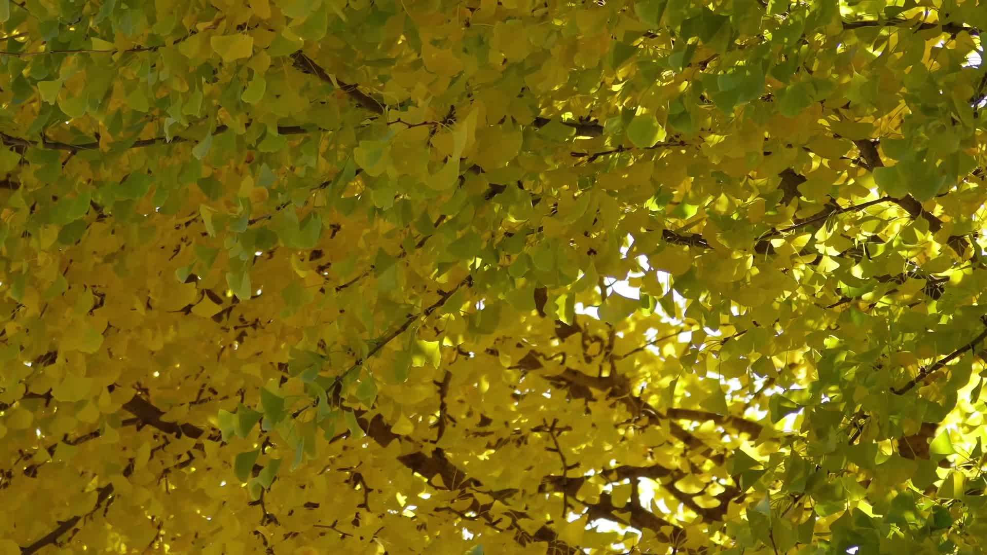 金色银杏树叶叶子植物秋景初秋空镜视频的预览图