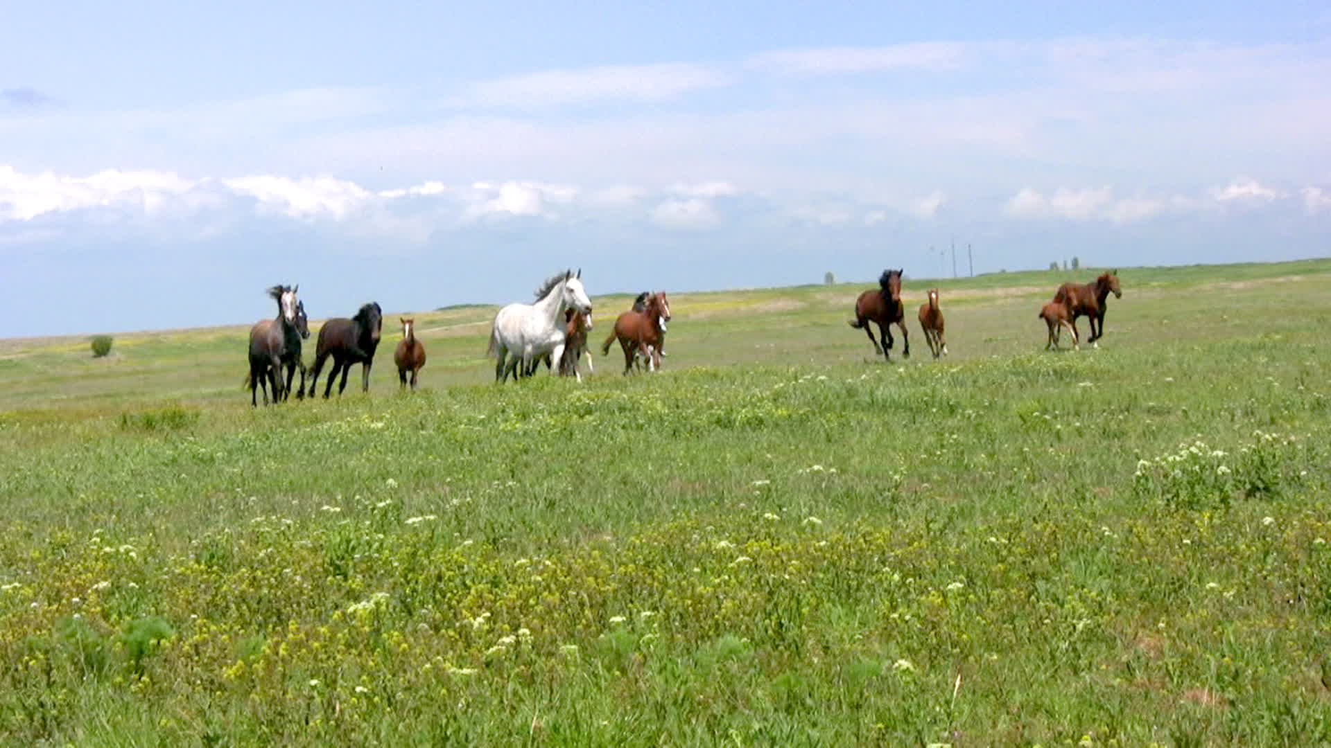 草原上奔腾的马群视频的预览图
