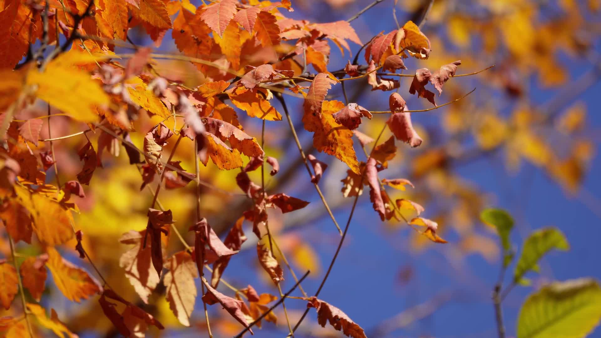 红叶枫叶黄叶秋季秋天落叶枯叶枯萎秋景空镜视频的预览图