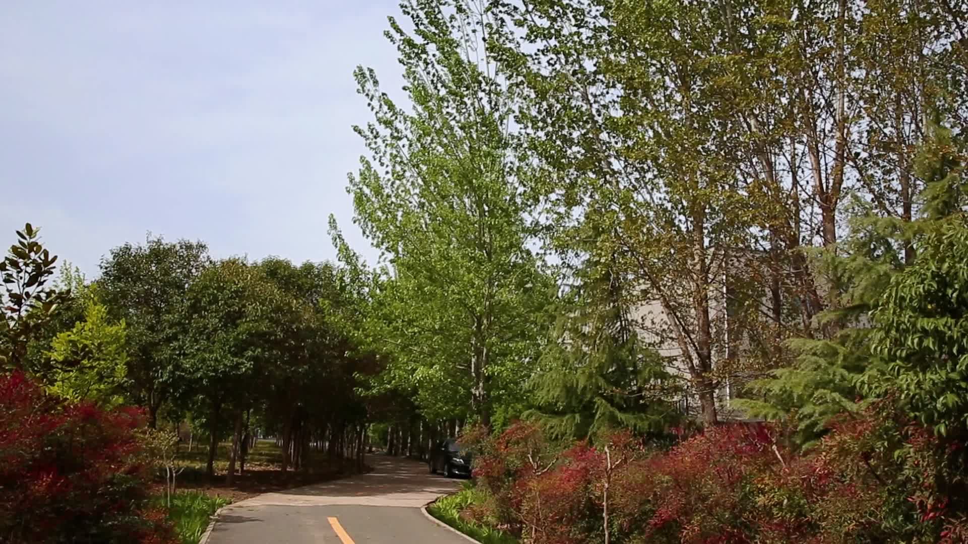 树林自然风景视频的预览图