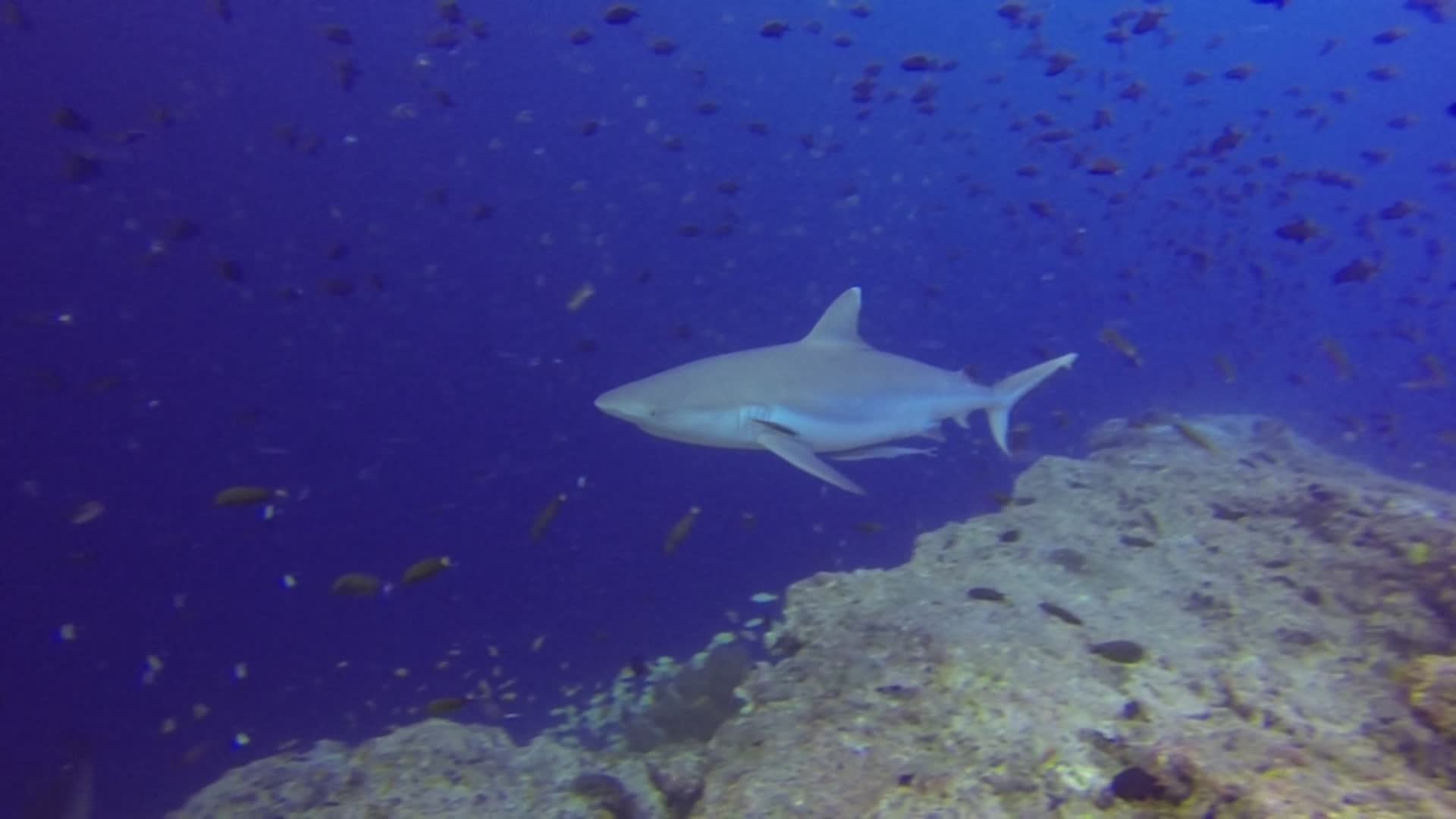 实拍鲨鱼海洋世界海洋鱼类海洋生物视频的预览图
