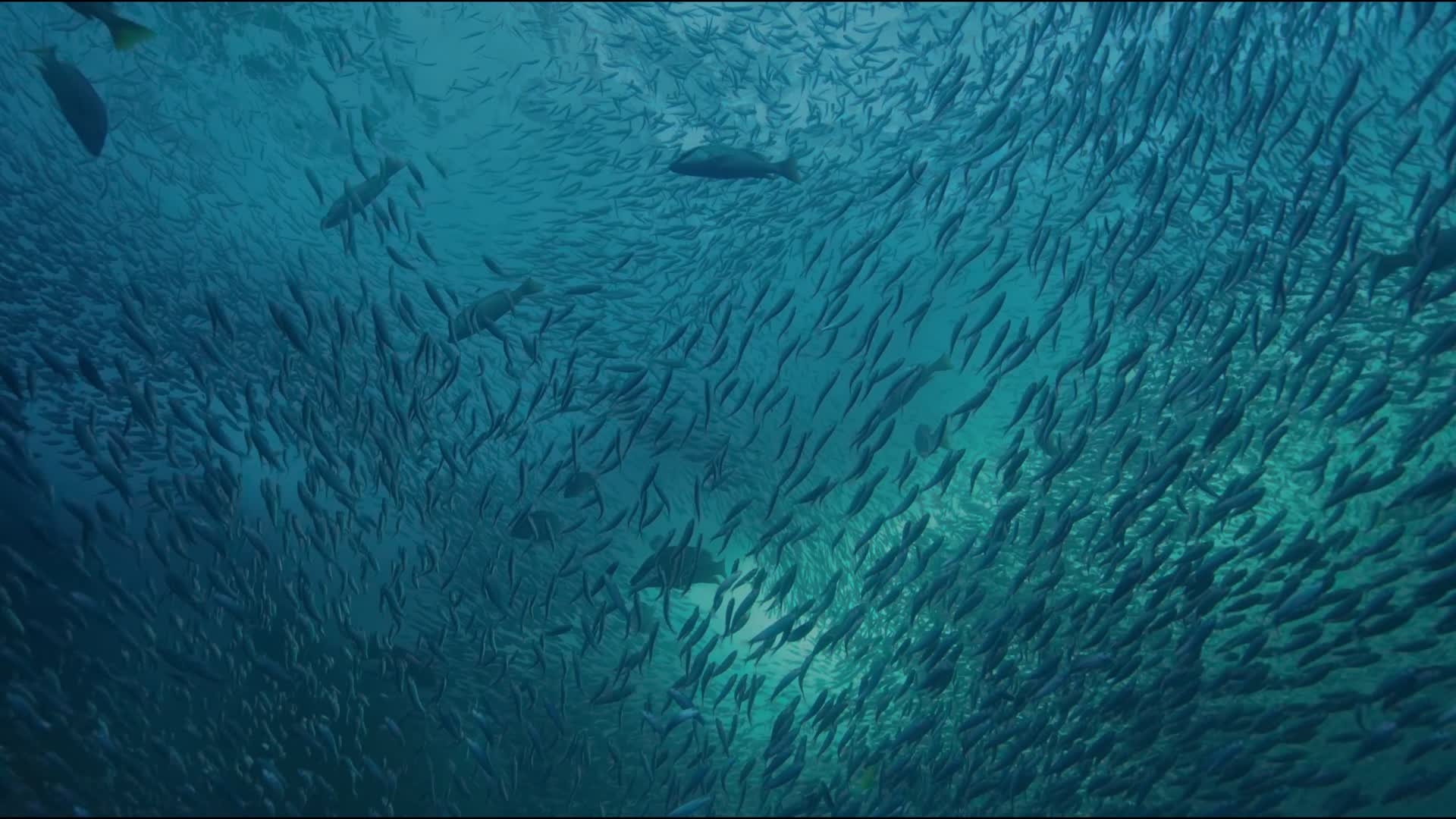 海底世界的密集鱼群视频的预览图
