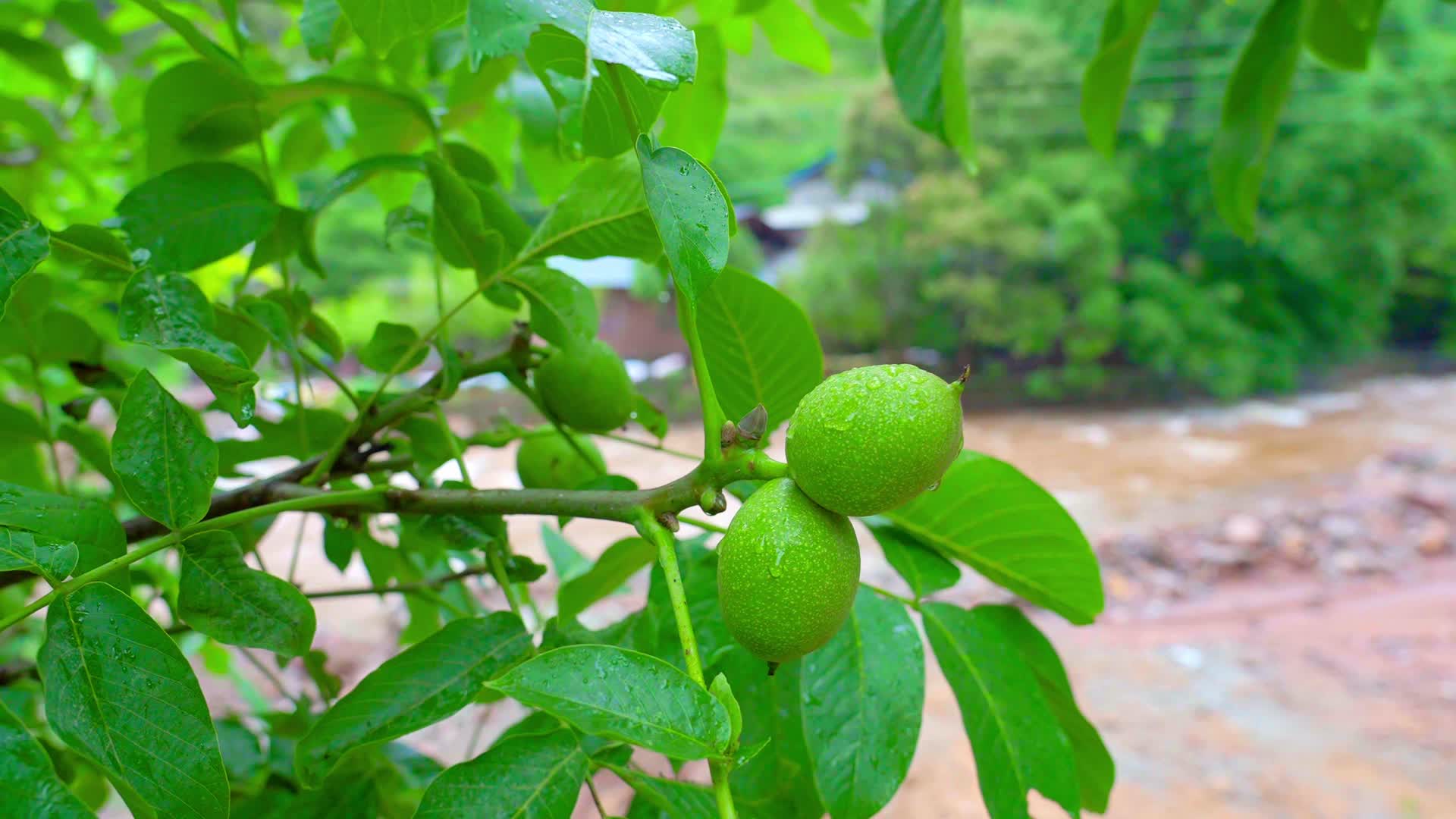 绿色农作物核桃土豆瓜藤板栗椿树蚕豆李子视频的预览图