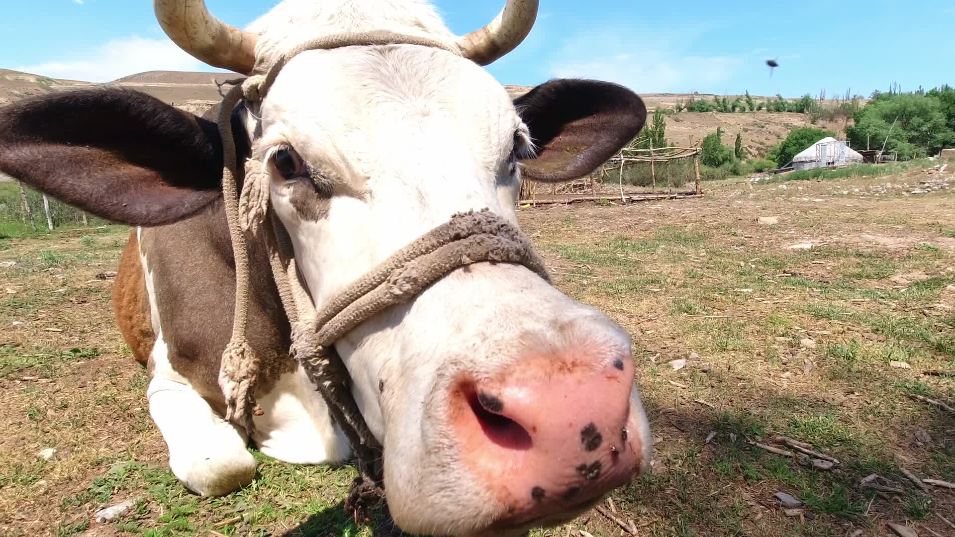 伊犁土奶牛4K新疆伊犁视频的预览图
