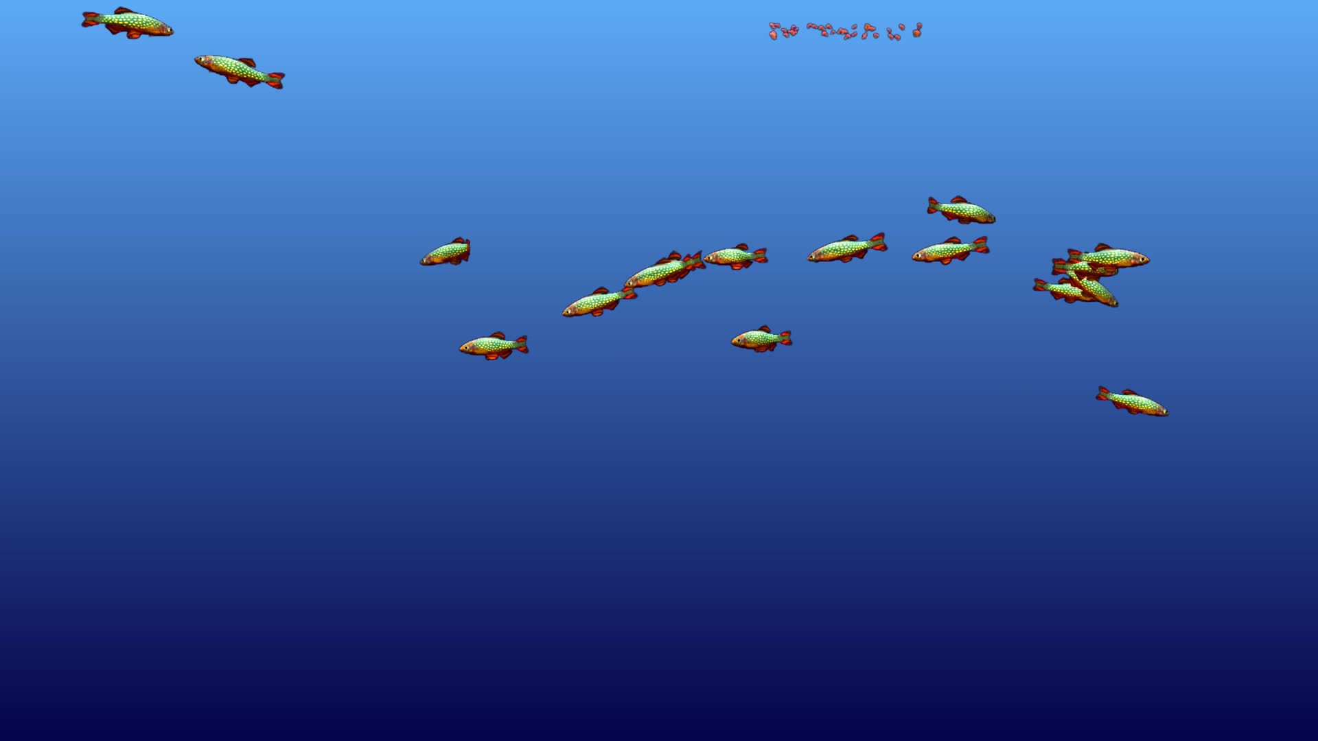 通道鱼海底鱼热带鱼观赏鱼视频的预览图