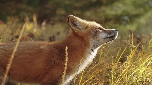 狐狸森林野生动物视频的预览图