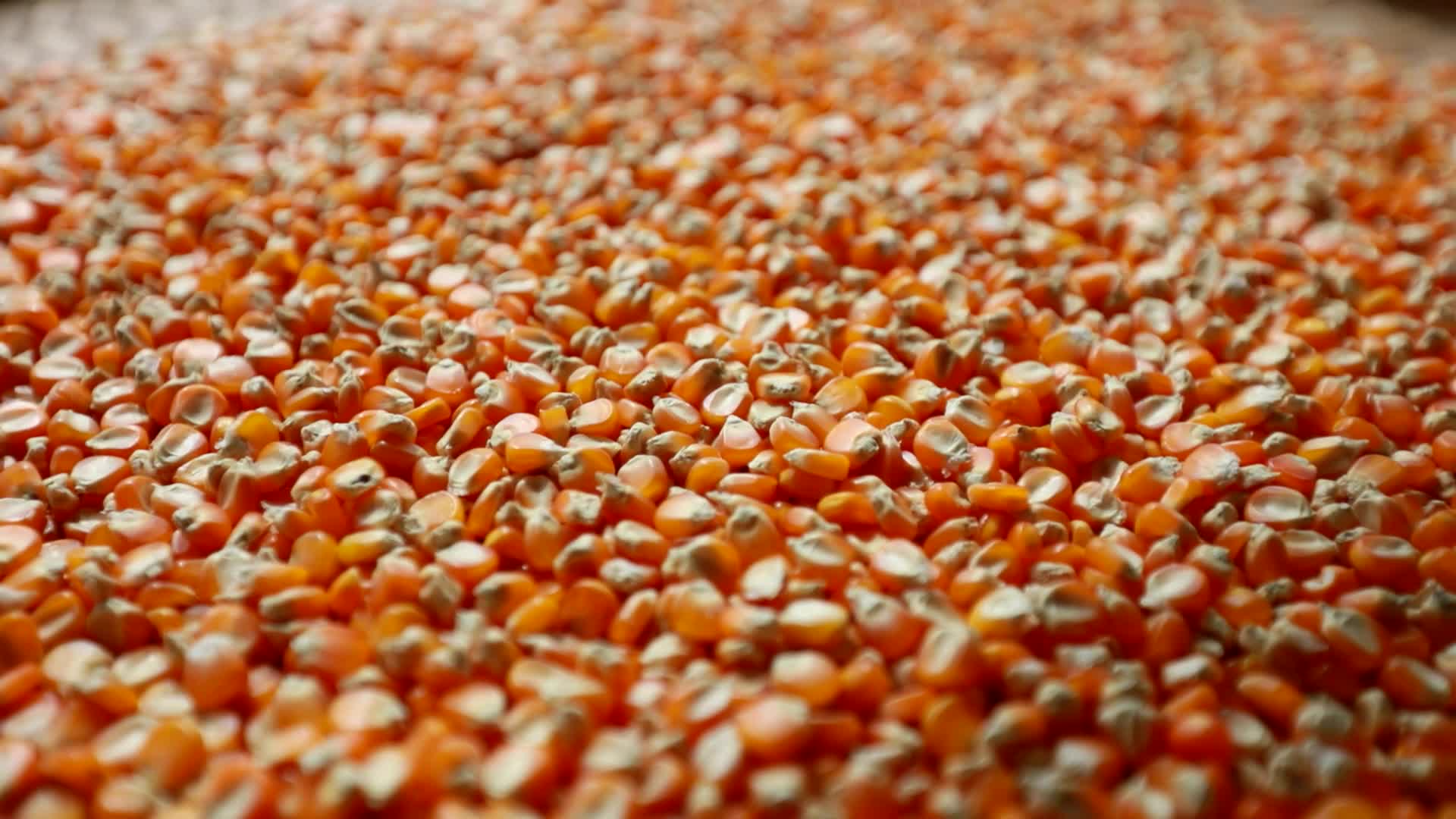 干玉米粒视频的预览图